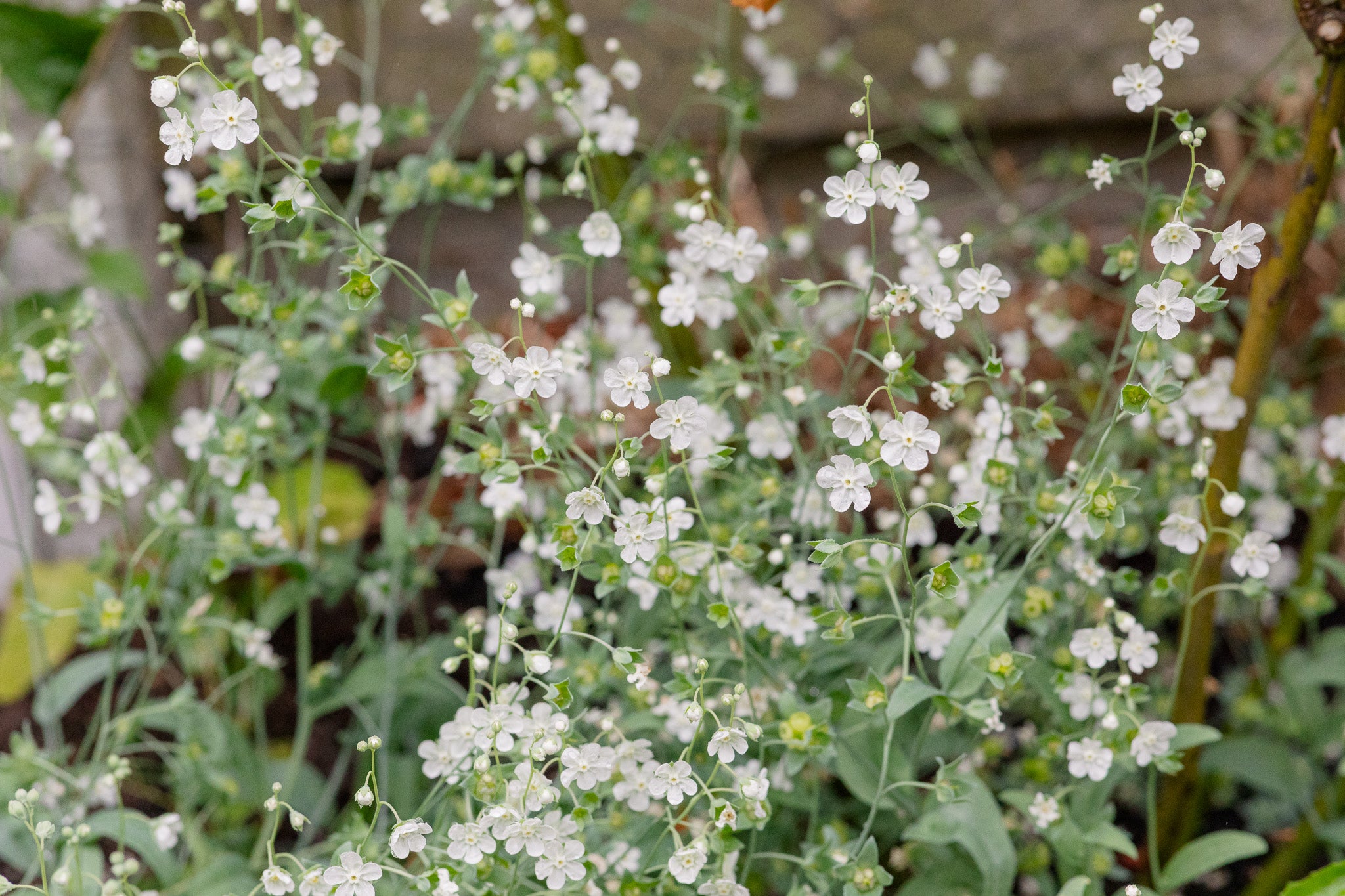 Omphalodes Argentine Forget Me Not