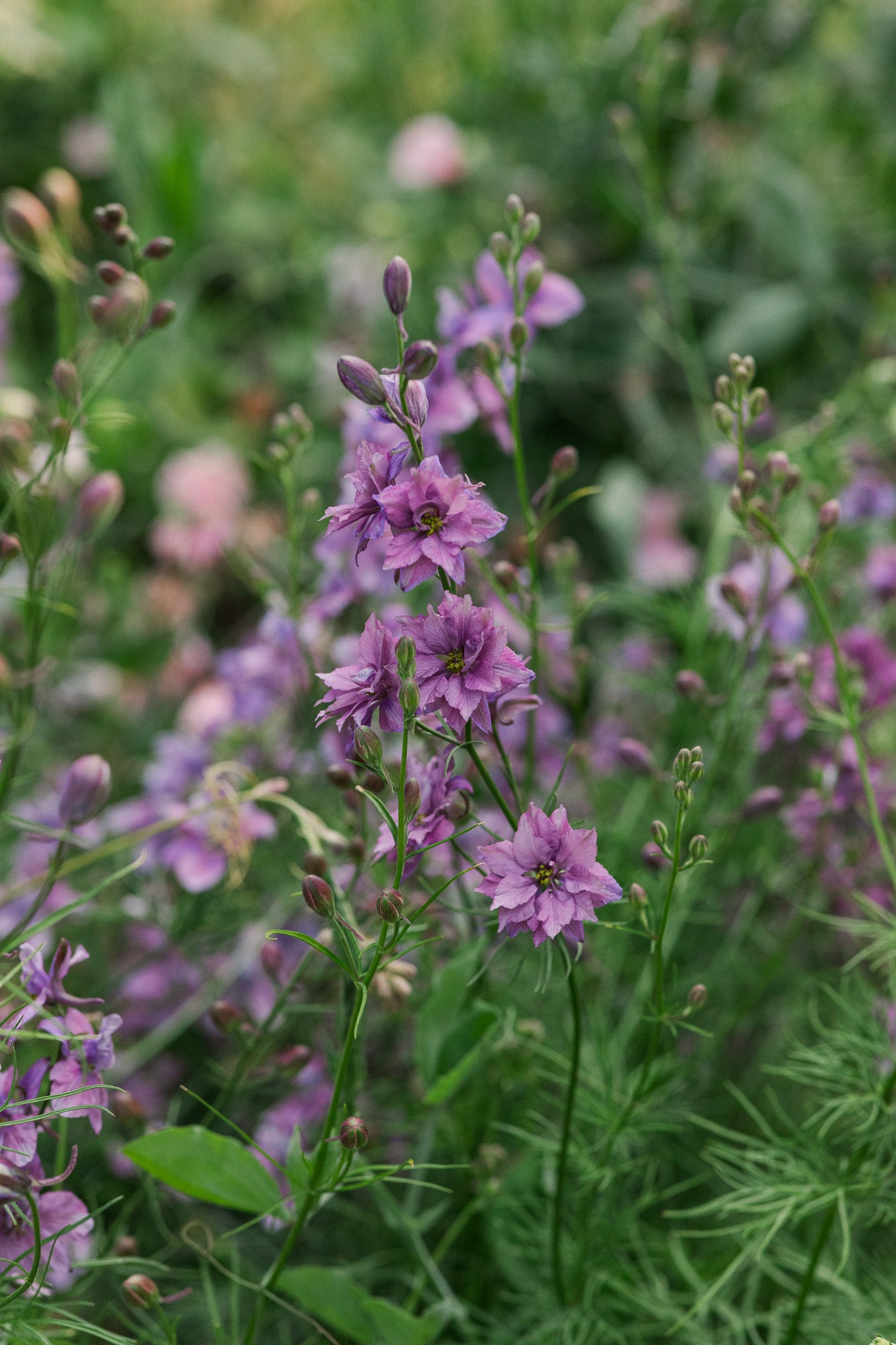 Larkspur Earl Grey
