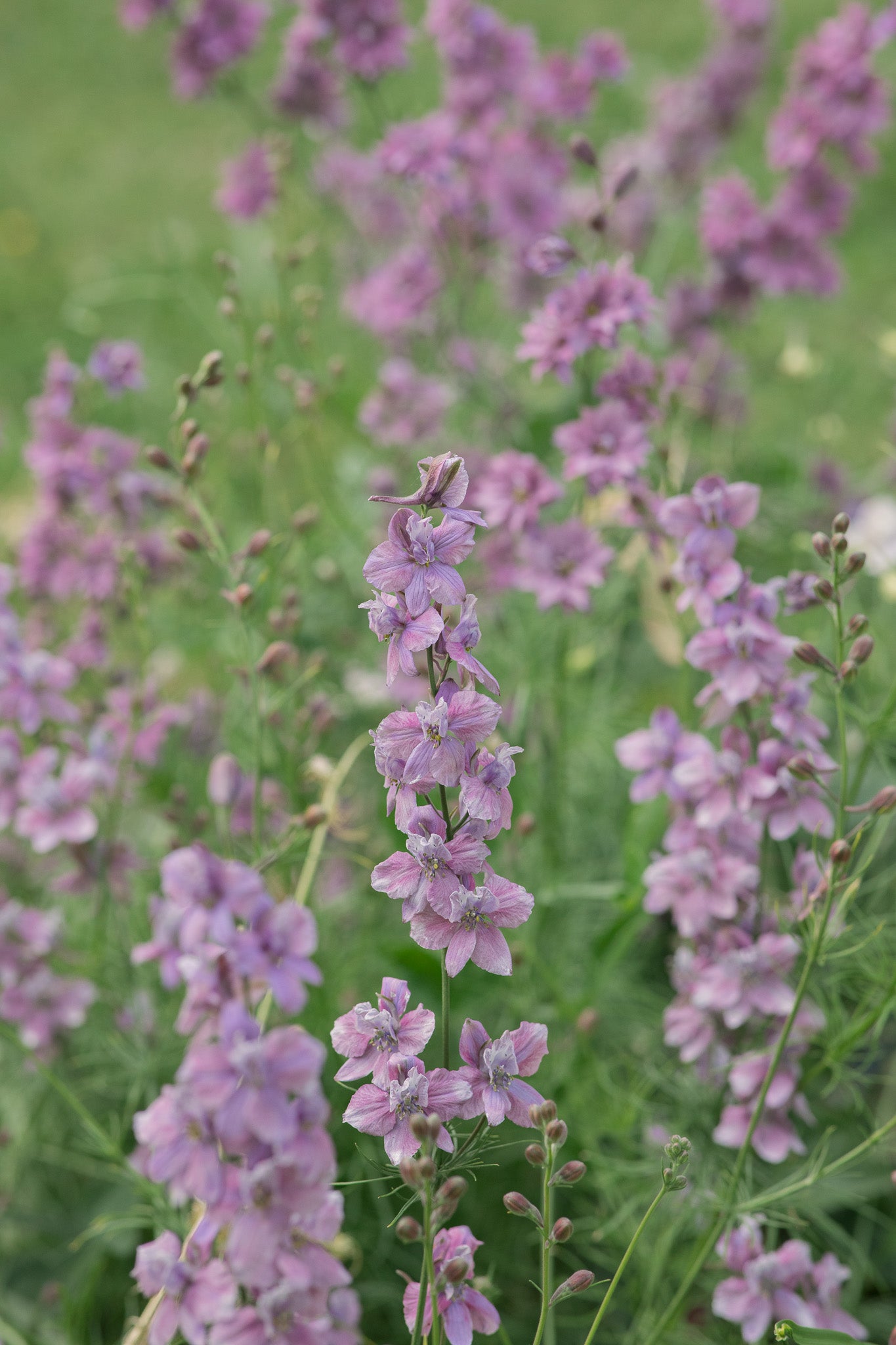 Larkspur Earl Grey