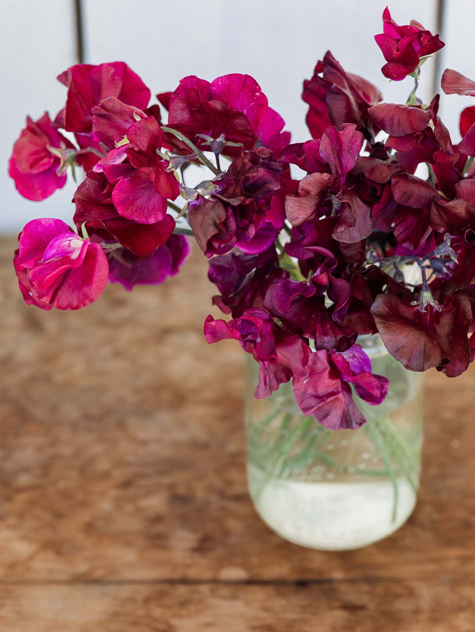 Sweet Pea Burnished Bronze