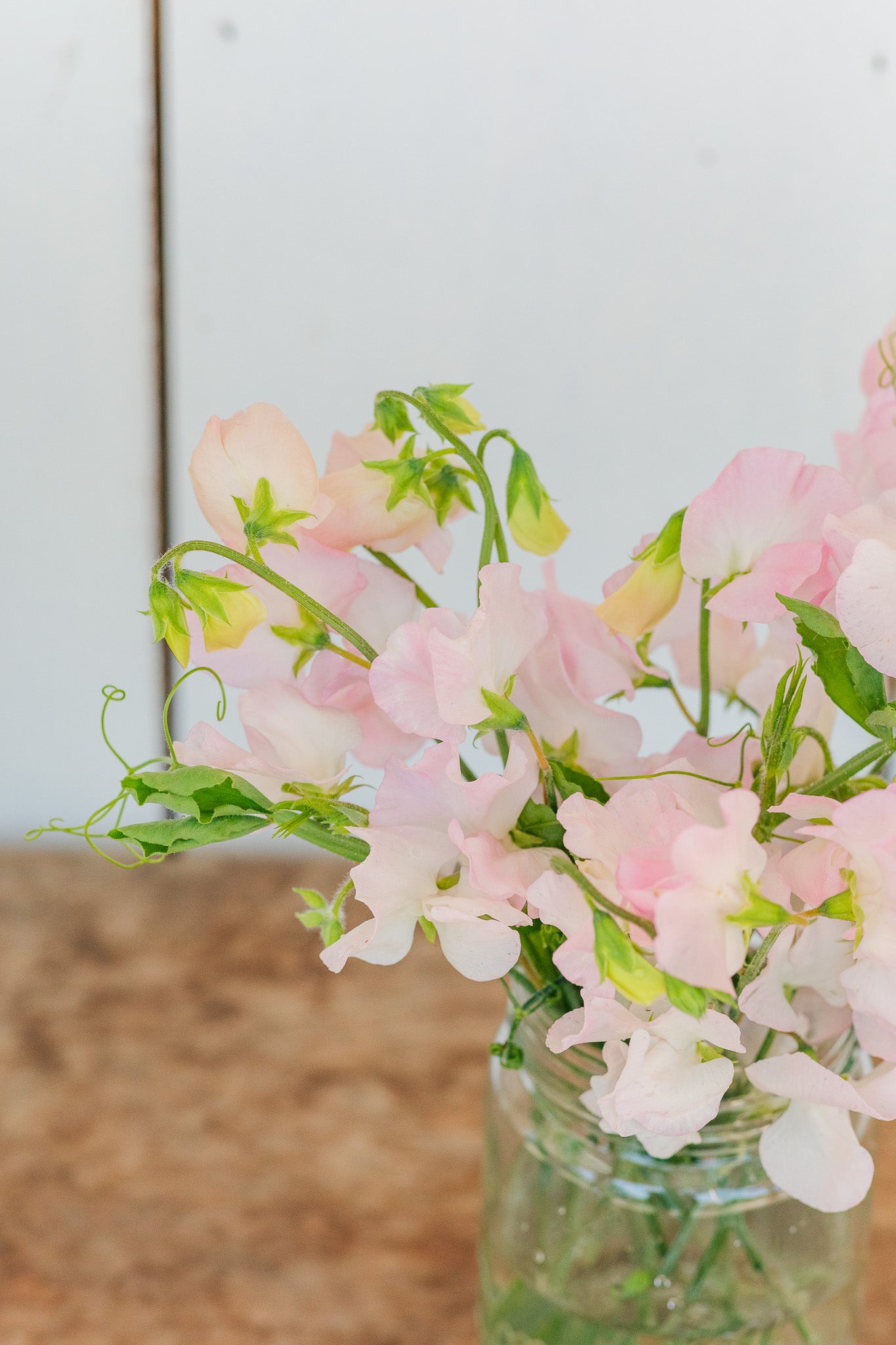 Sweet Pea Spring Sunshine Blush