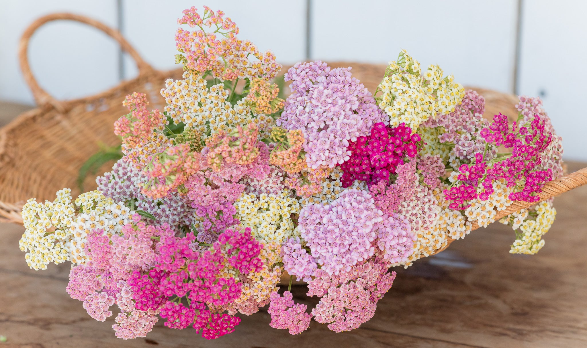 Yarrow Summer Pastel Mix