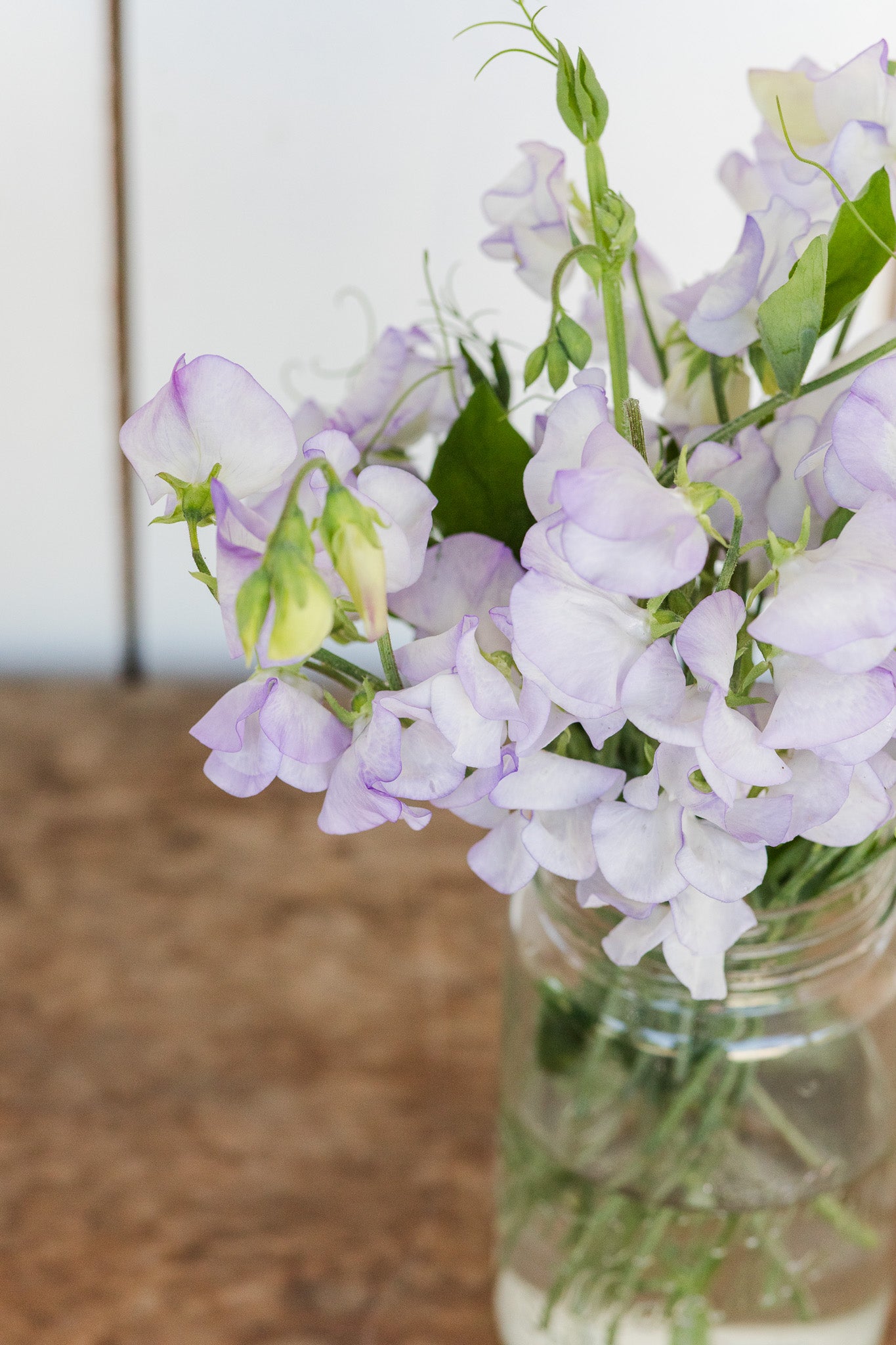 Sweet Pea Albutt Blue