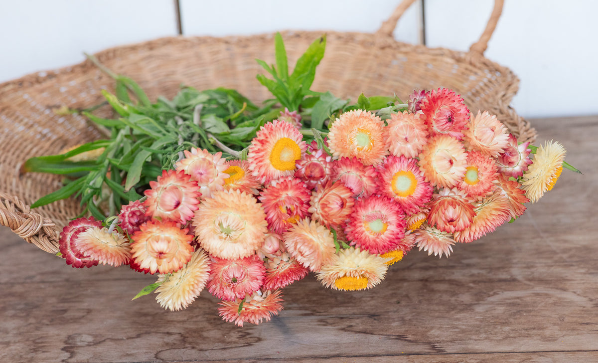 Strawflower Apricot Mix