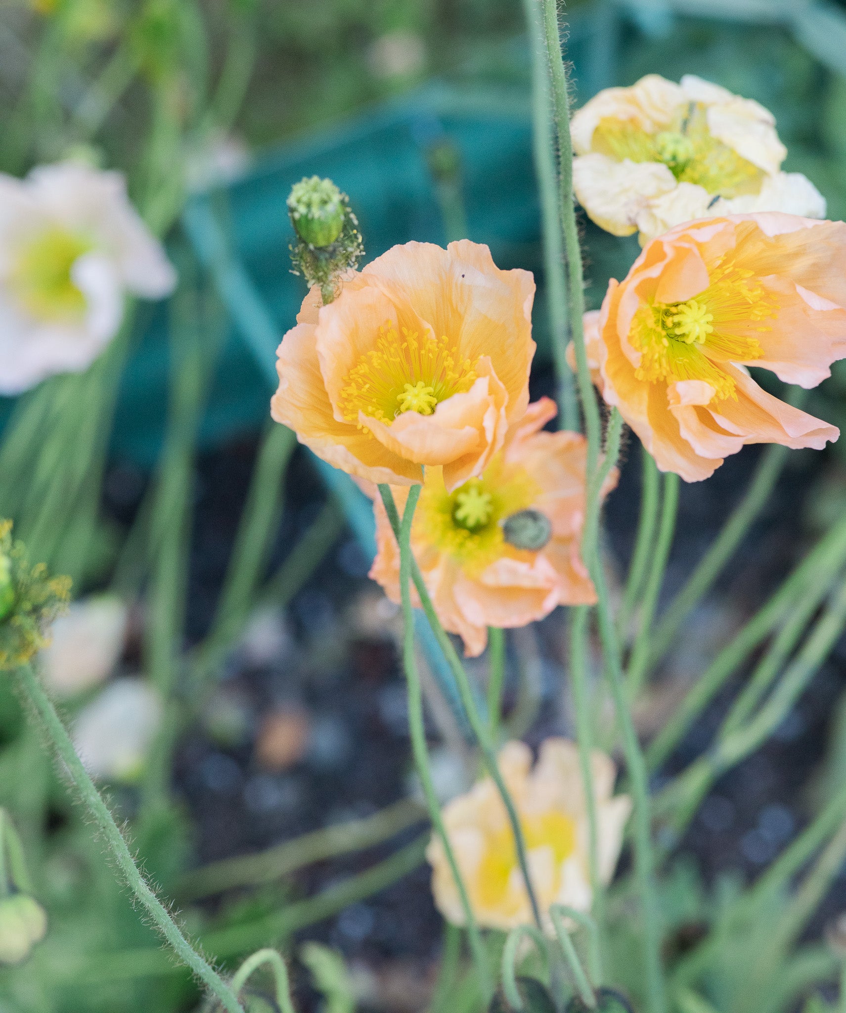 Poppy Icelandic Pastel Mix