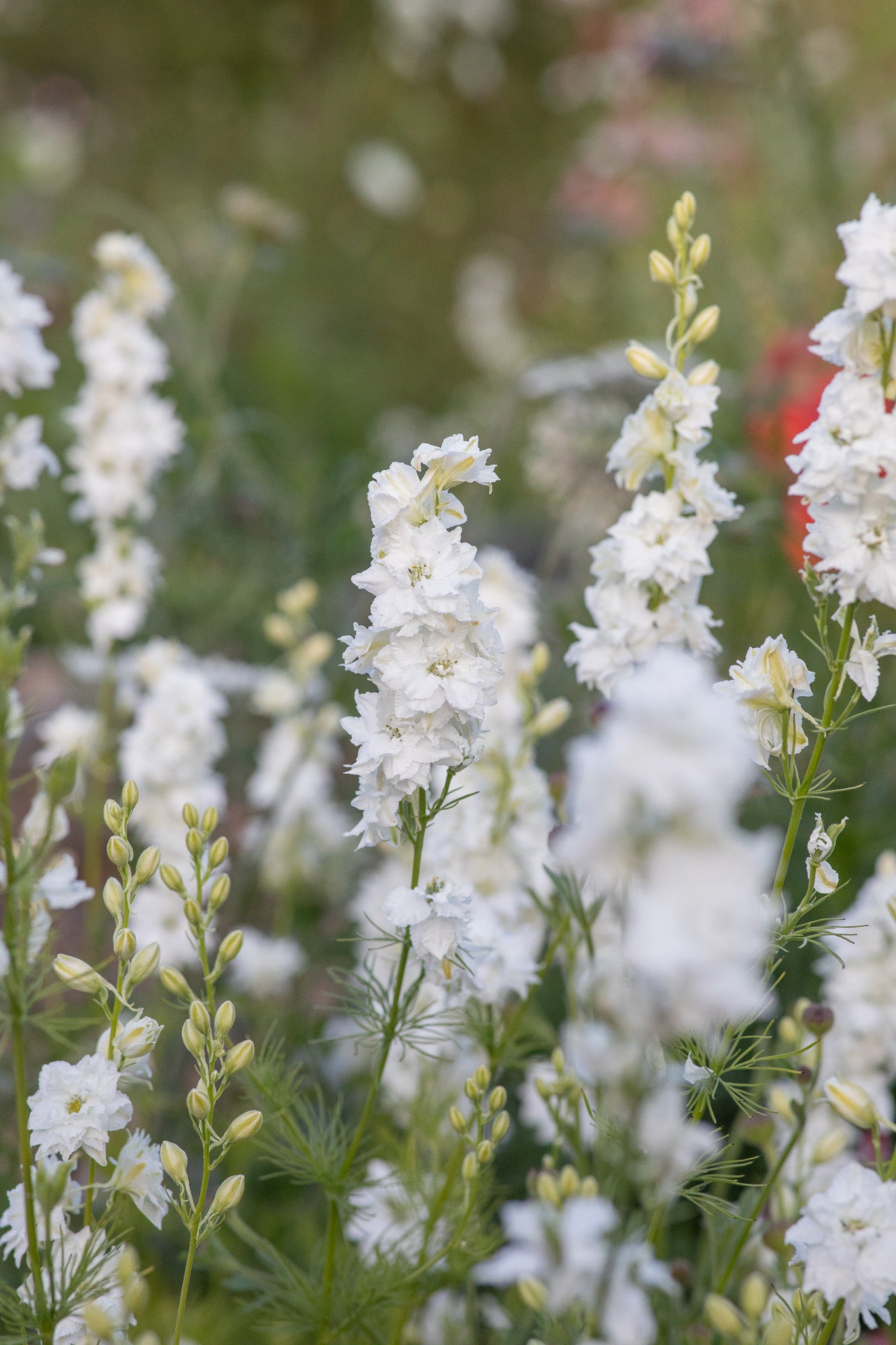 Larkspur White