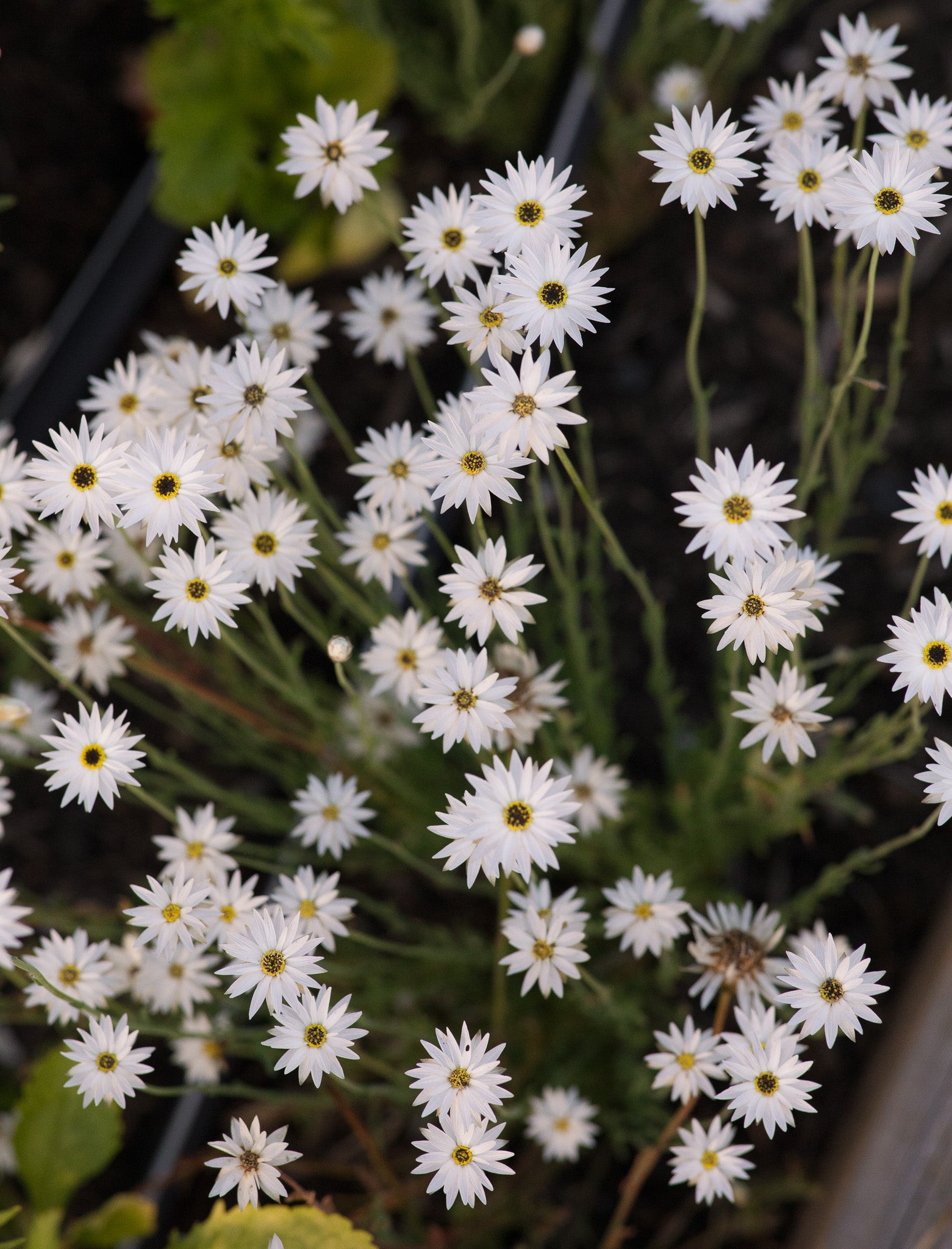 Helipterum Paper Daisy White