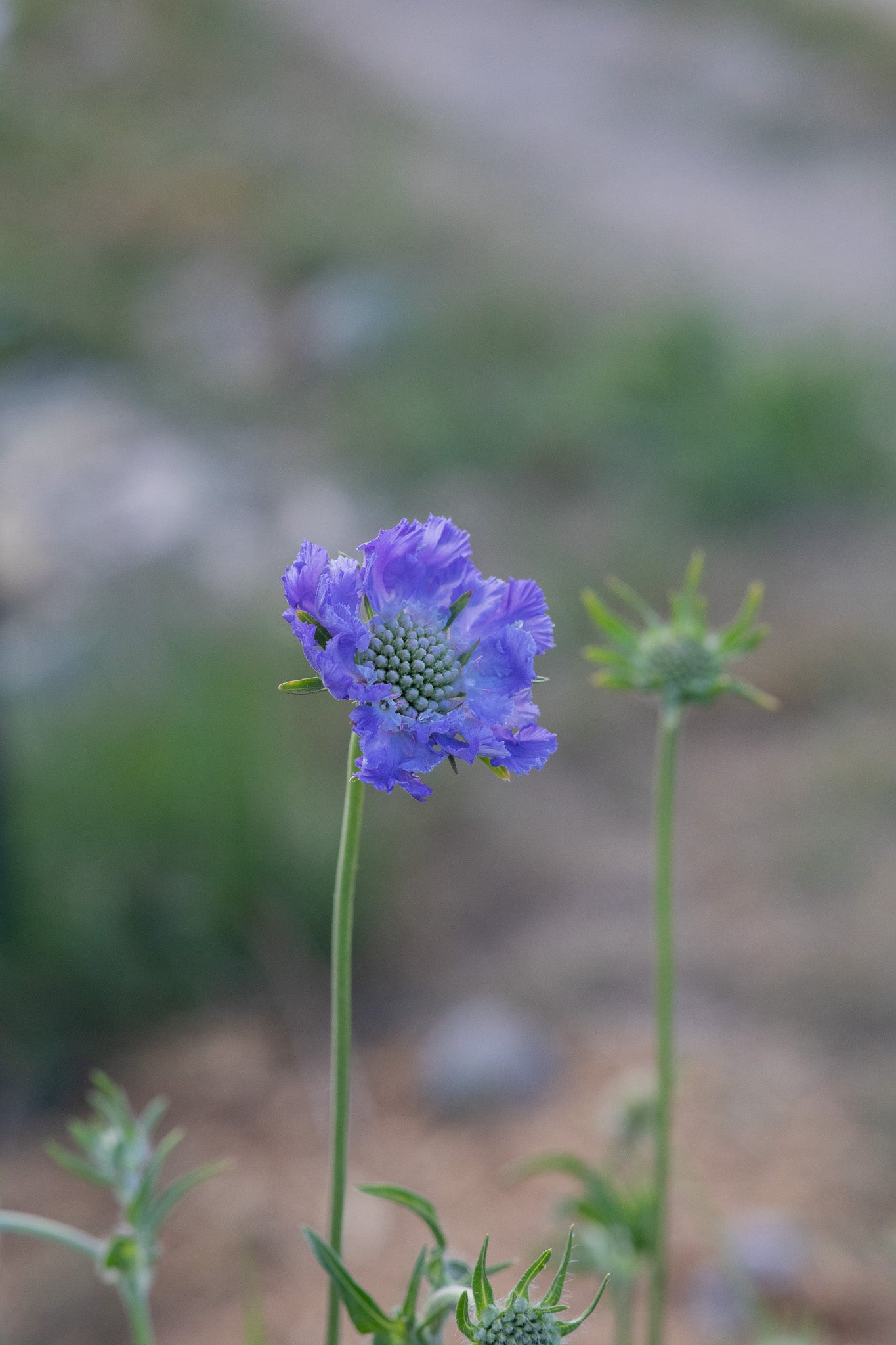 Scabiosa Fama Blue