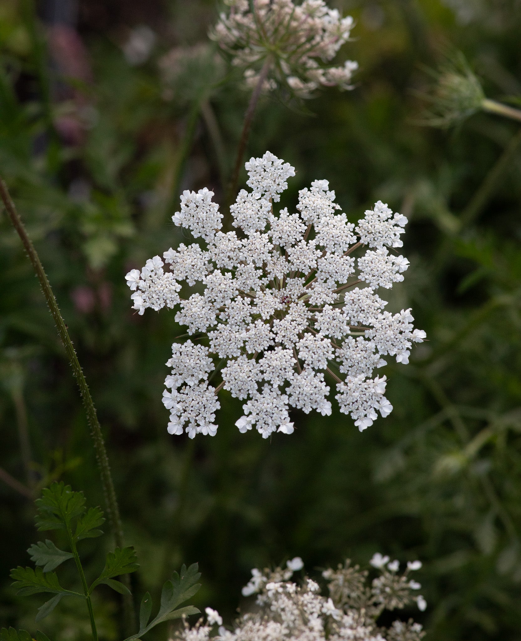 Ammi (Queen Anne's Lace) White