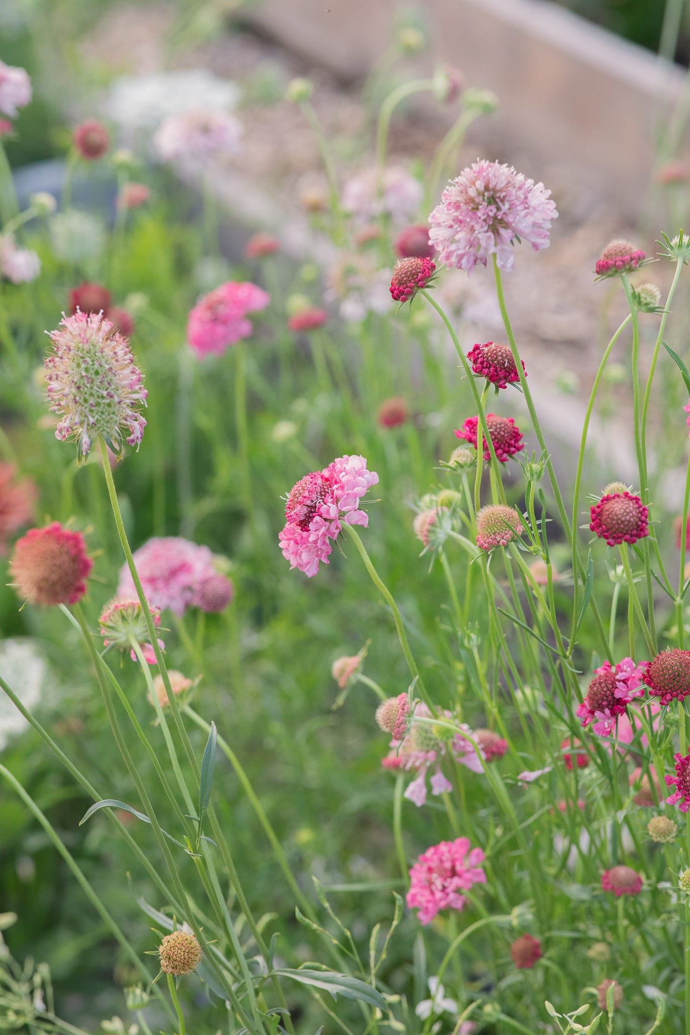 Scabiosa Salmon Rose