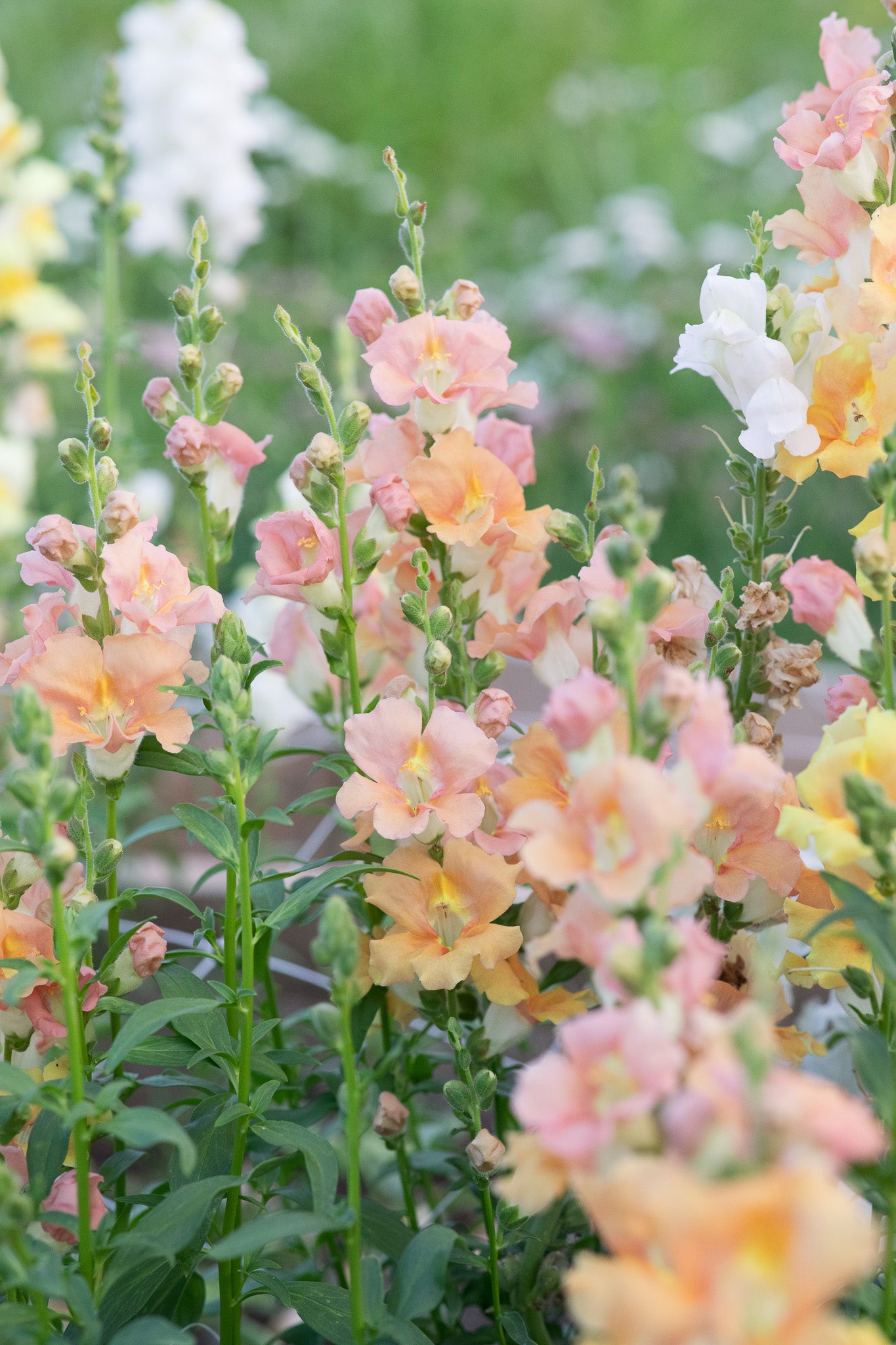 Snapdragon Chantilly Light Salmon