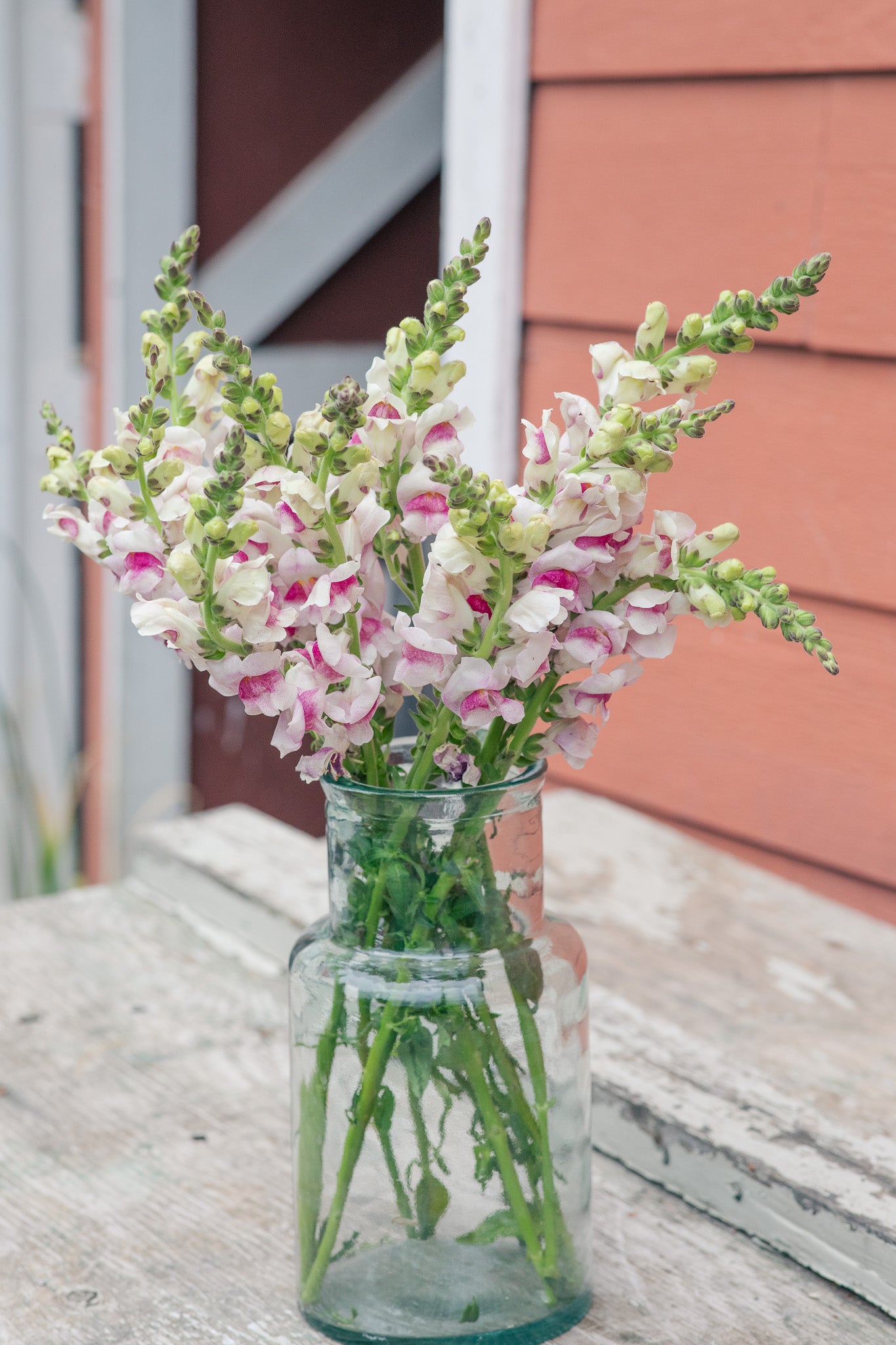 Snapdragon Potomac Plumblossom