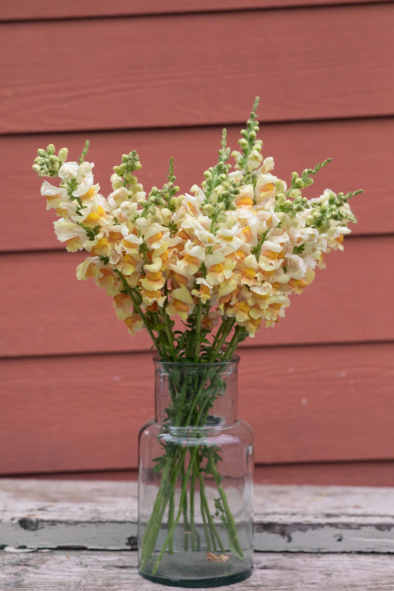 Snapdragon Avignon Apricot