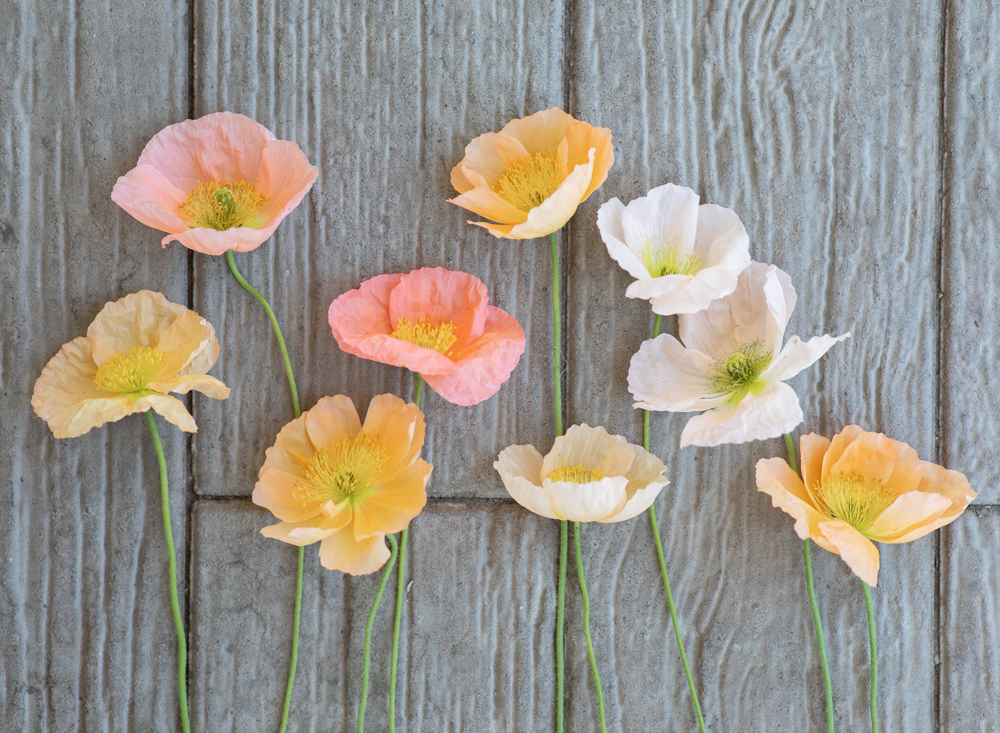 Poppy Icelandic Pastel Mix