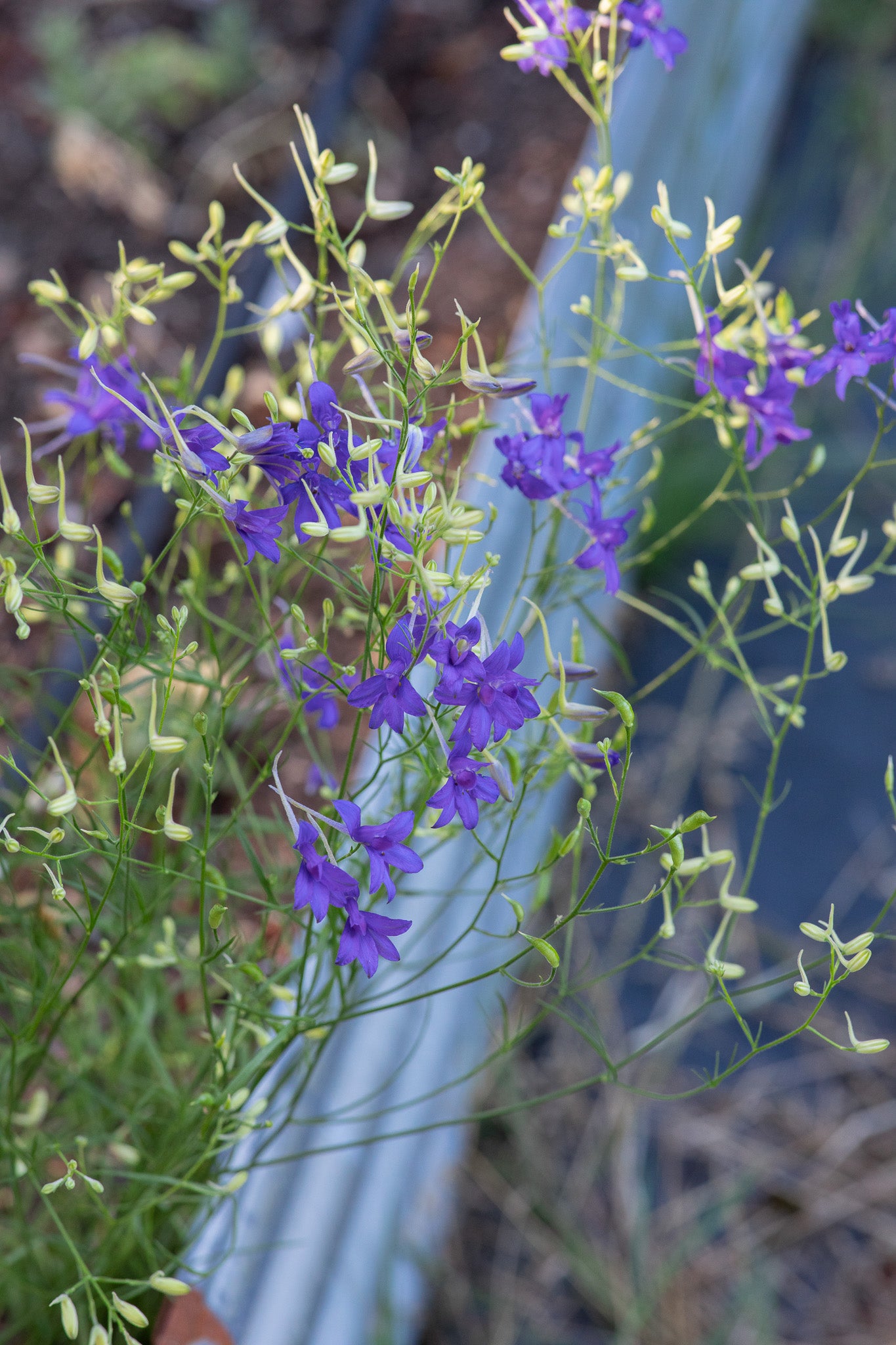 Larkspur Cloud Blue
