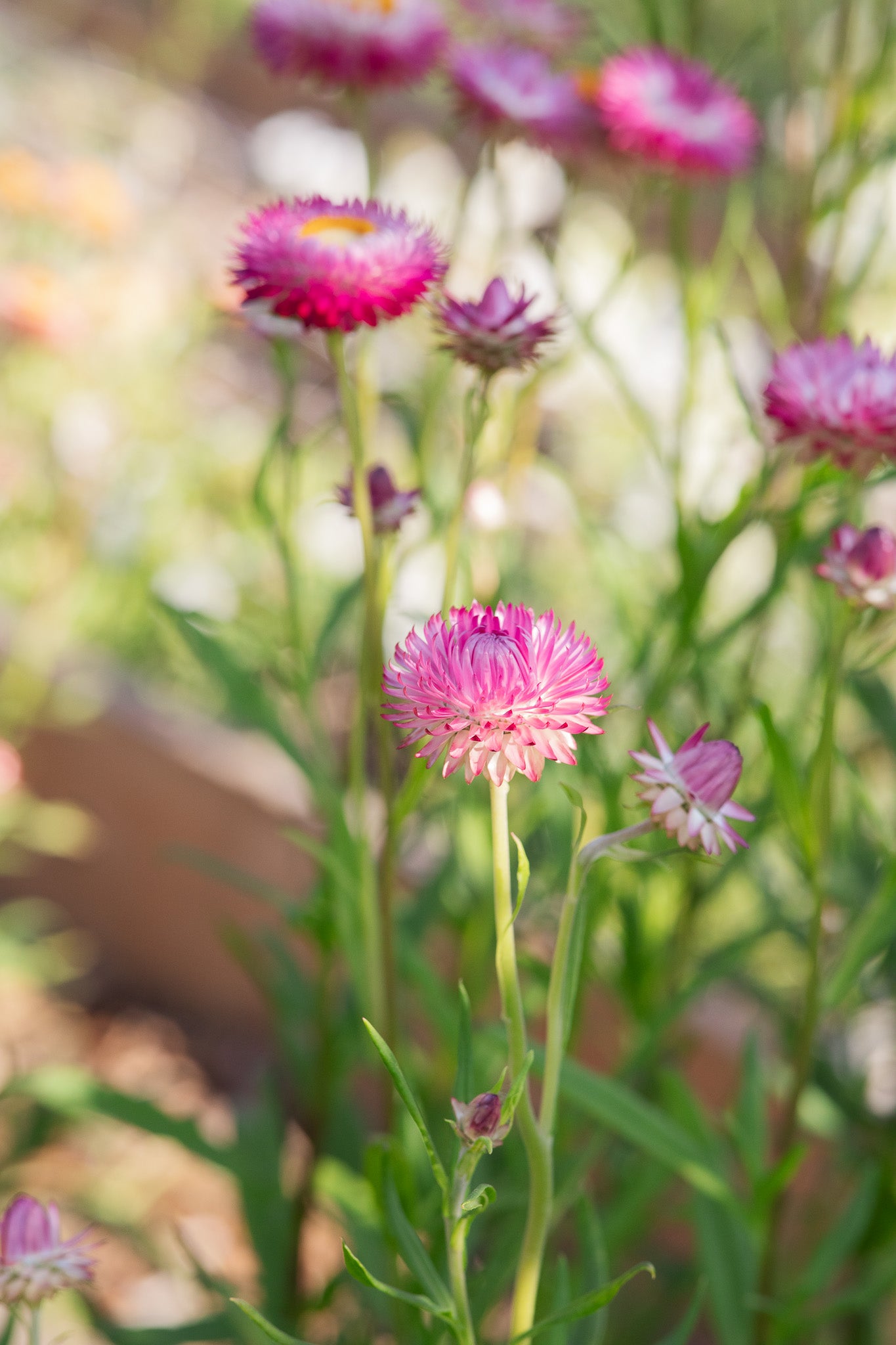 Strawflower Rose