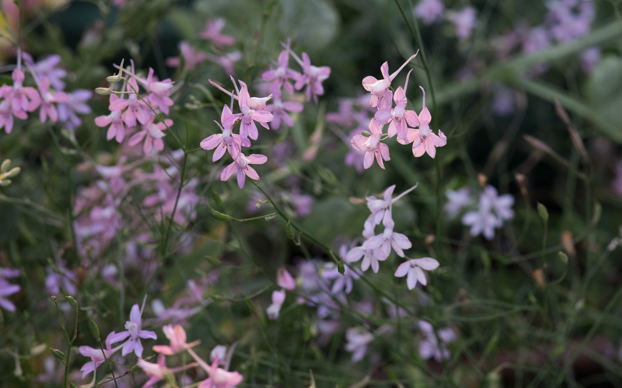 Larkspur Cloud Pink