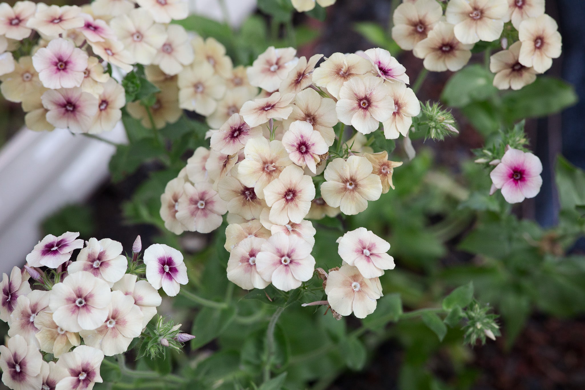 Phlox Cherry Caramel