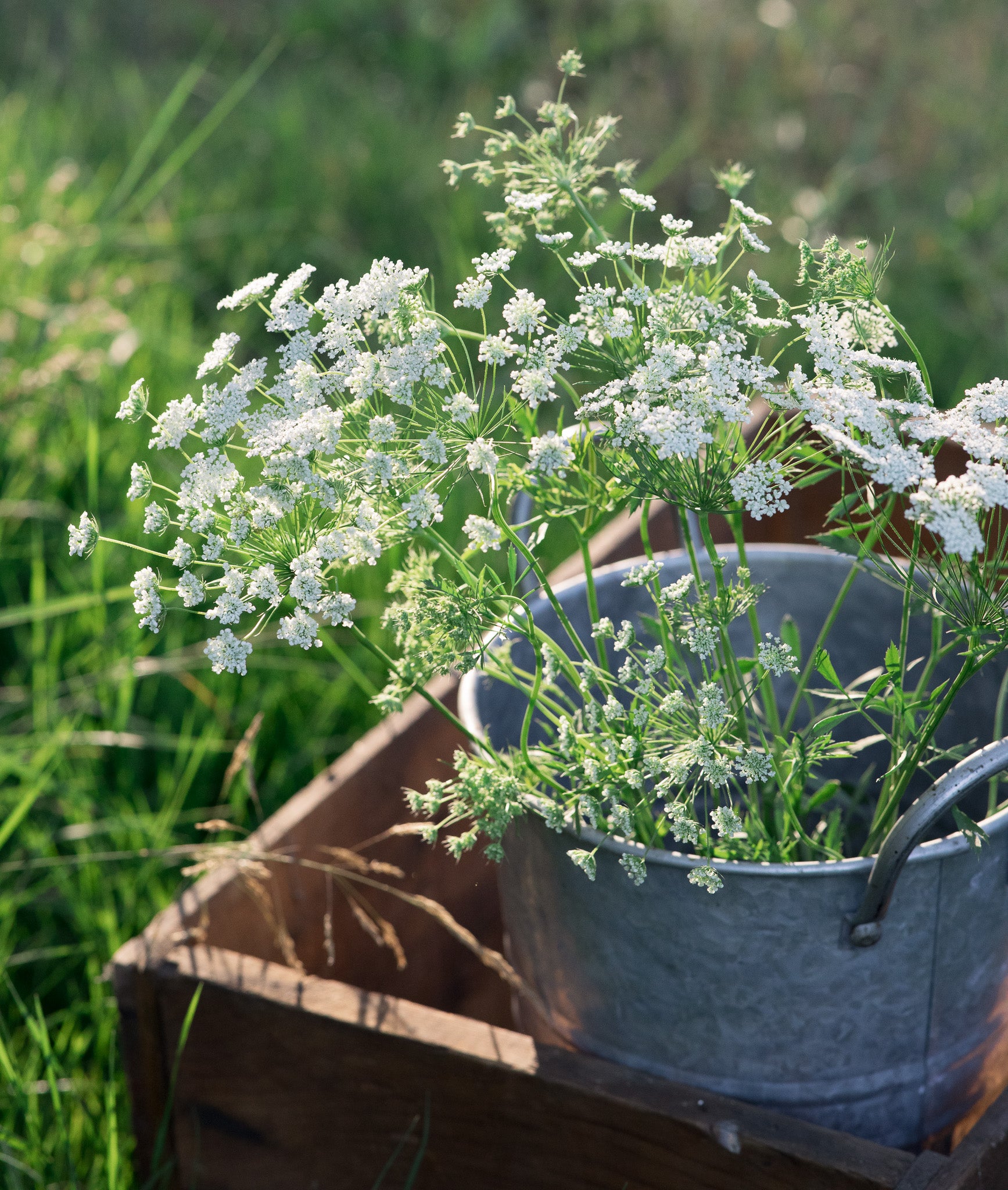 Ammi (Queen Anne's Lace) White