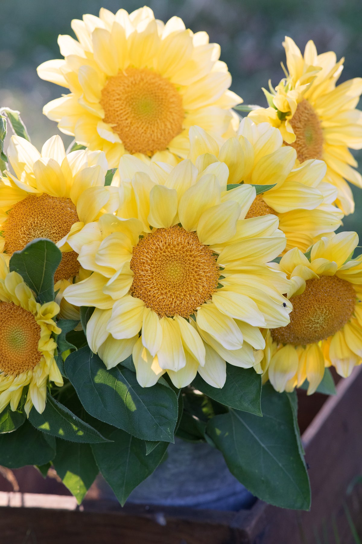 Sunflower Procut Peach