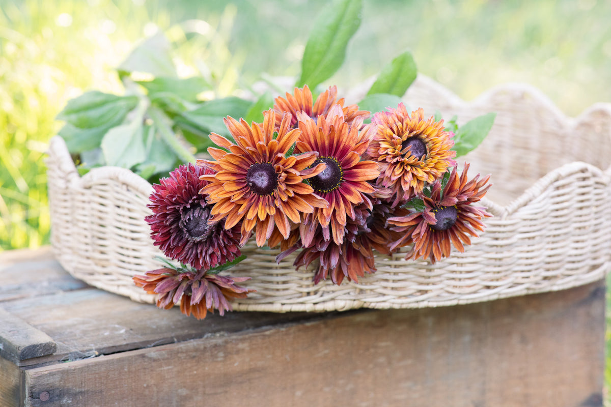 Rudbeckia Sahara