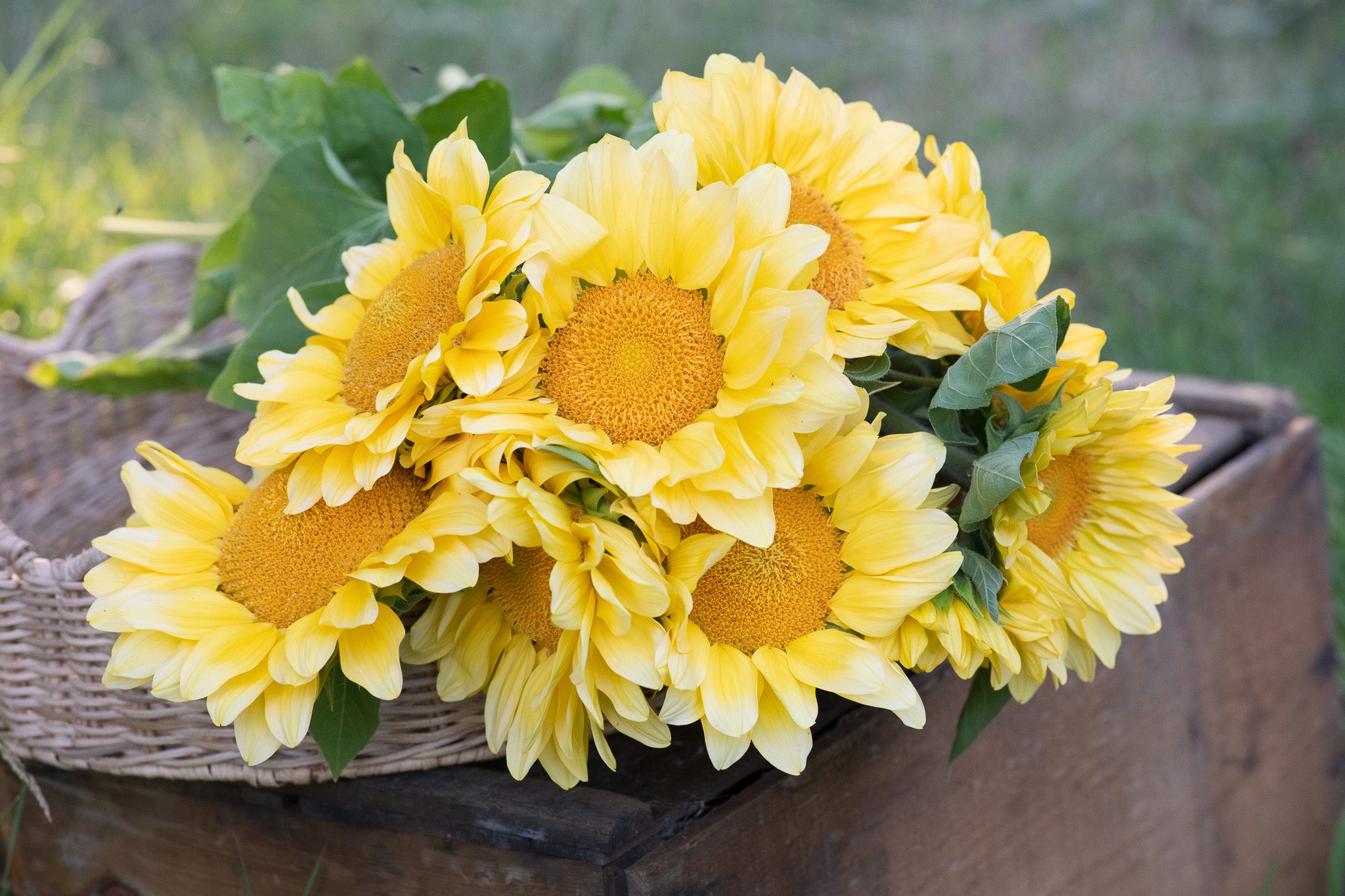 Sunflower Procut Peach