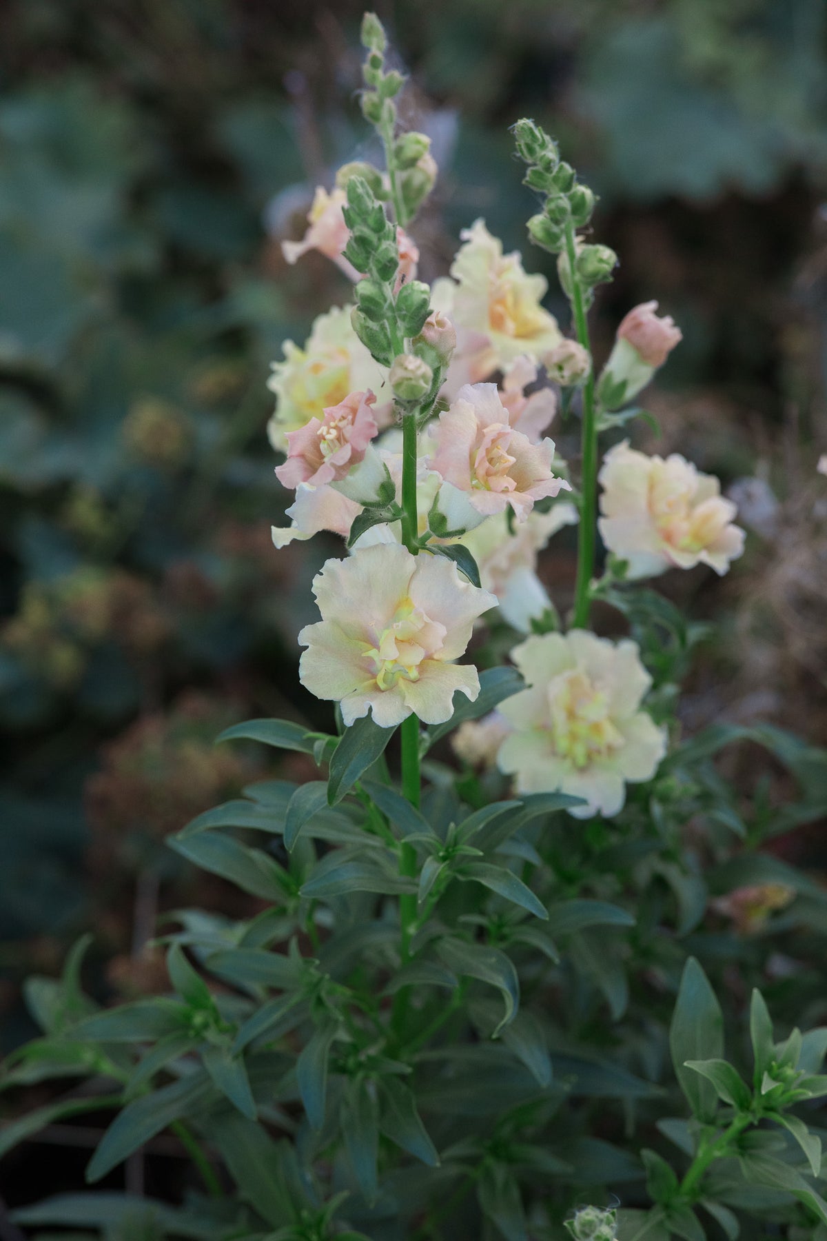 Snapdragon Snapstar Champagne