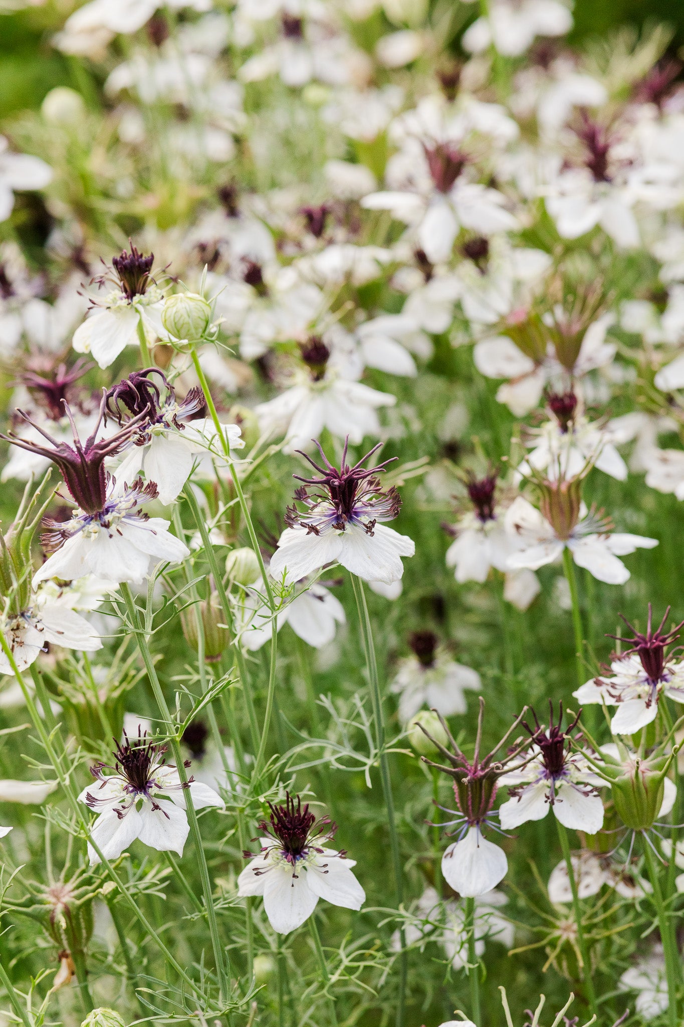 Nigella Bridal Veil