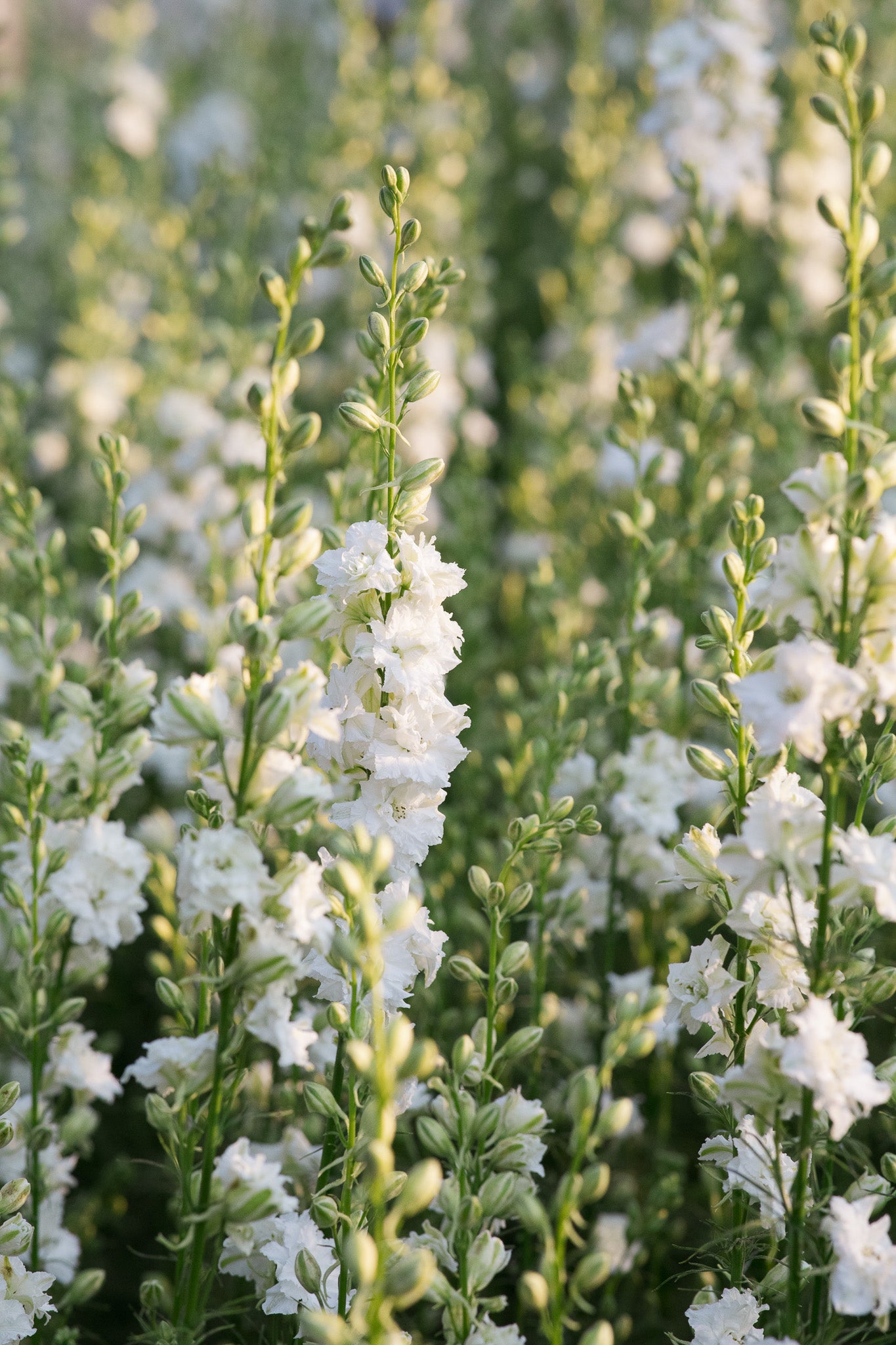 Larkspur White