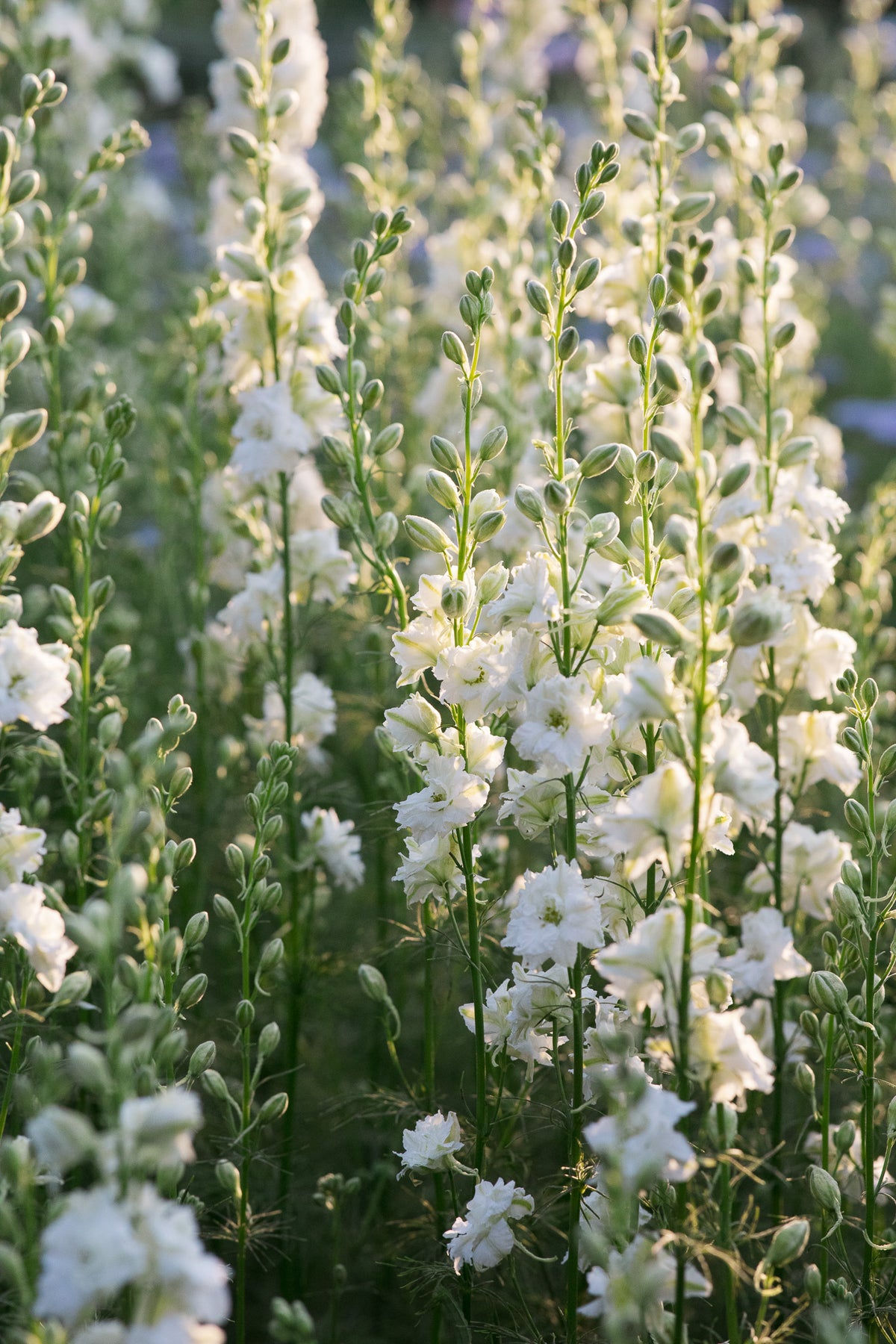 Larkspur White