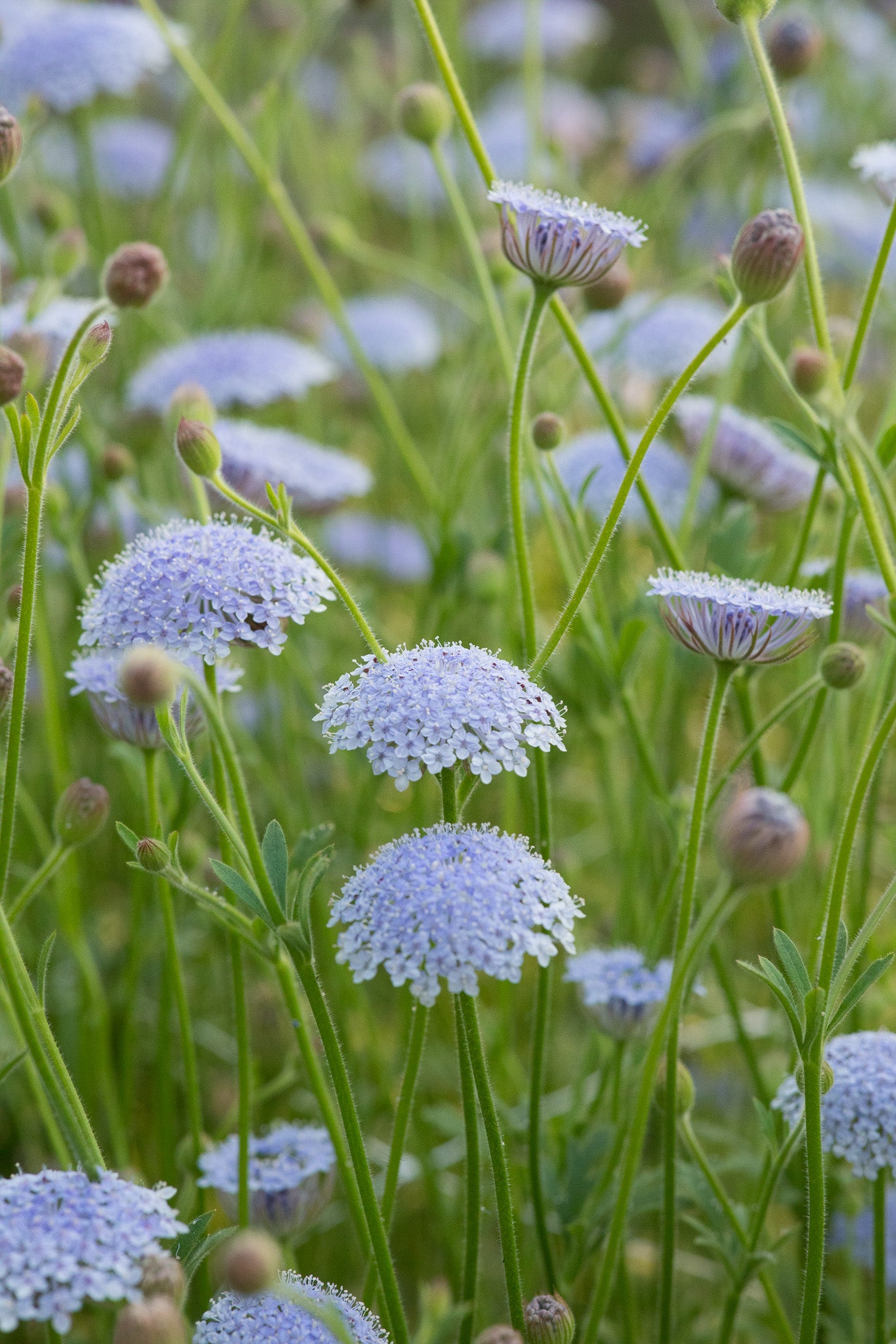 Didiscus Lacy Lavender Blue