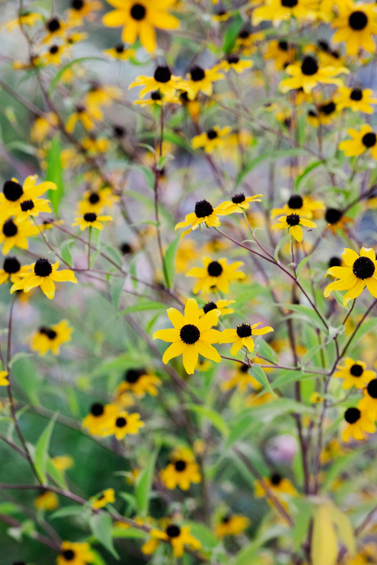 Rudbeckia Tribola