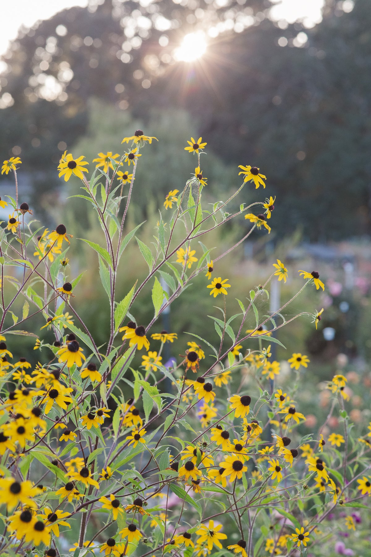 Rudbeckia Tribola