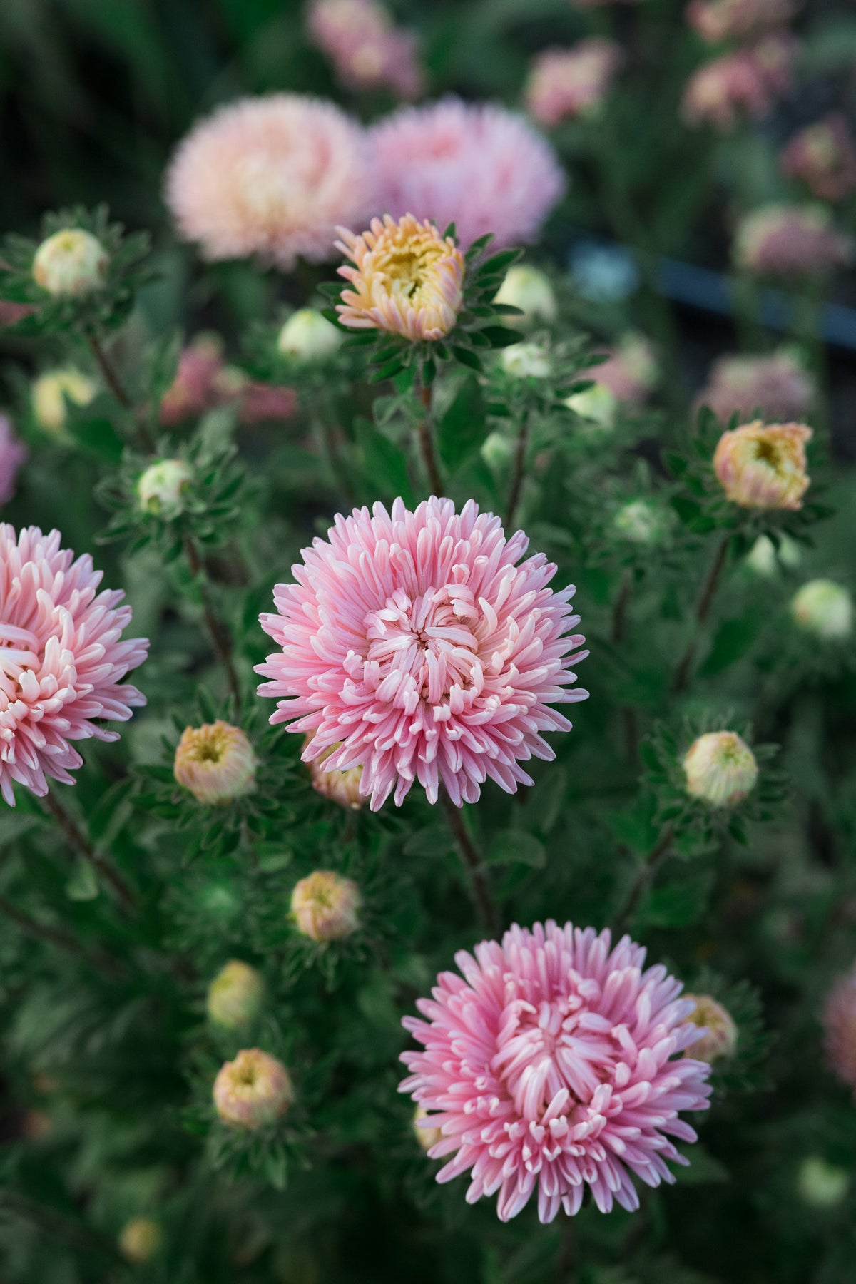 Aster King Size Apricot