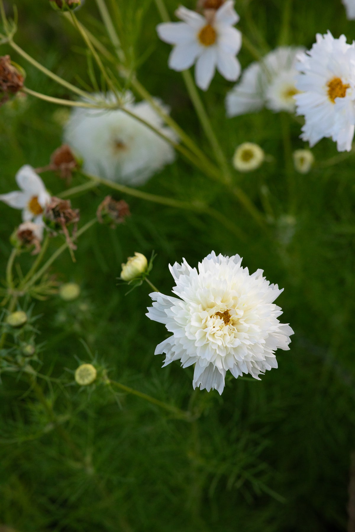 Cosmos Double Snow Puff