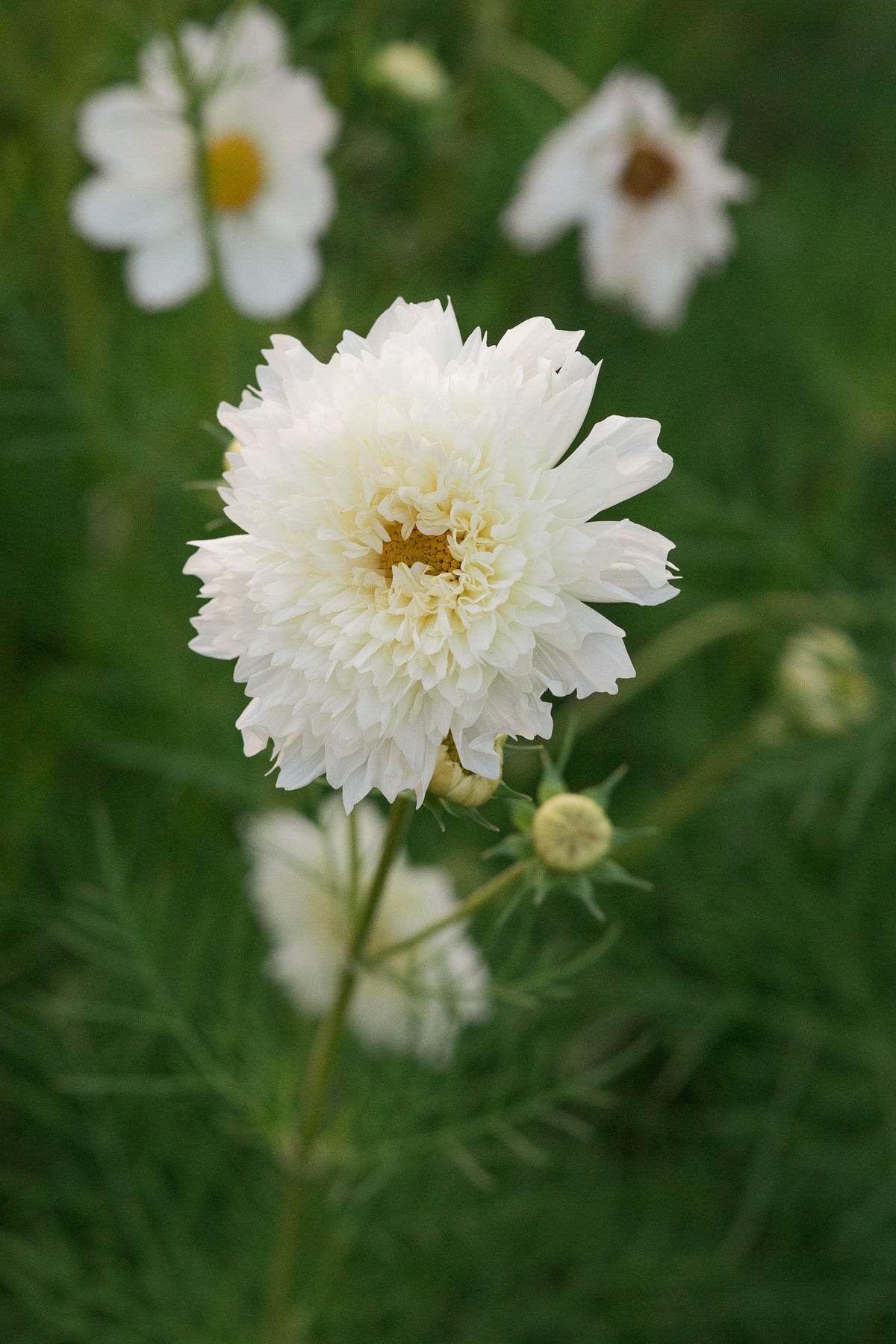 Cosmos Double Snow Puff