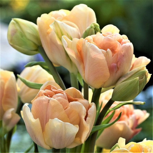 Tulip Charming Lady