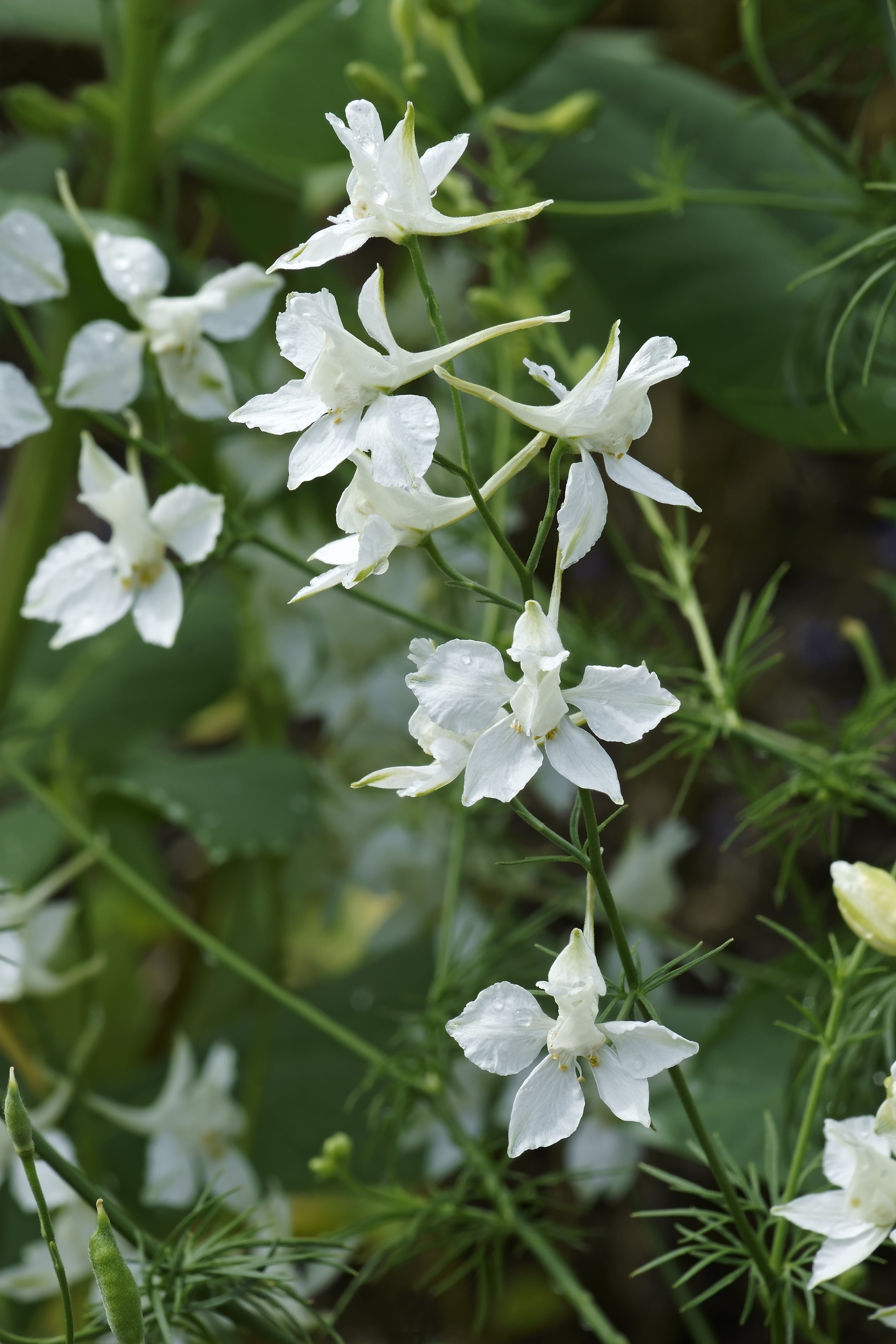 Larkspur Cloud White
