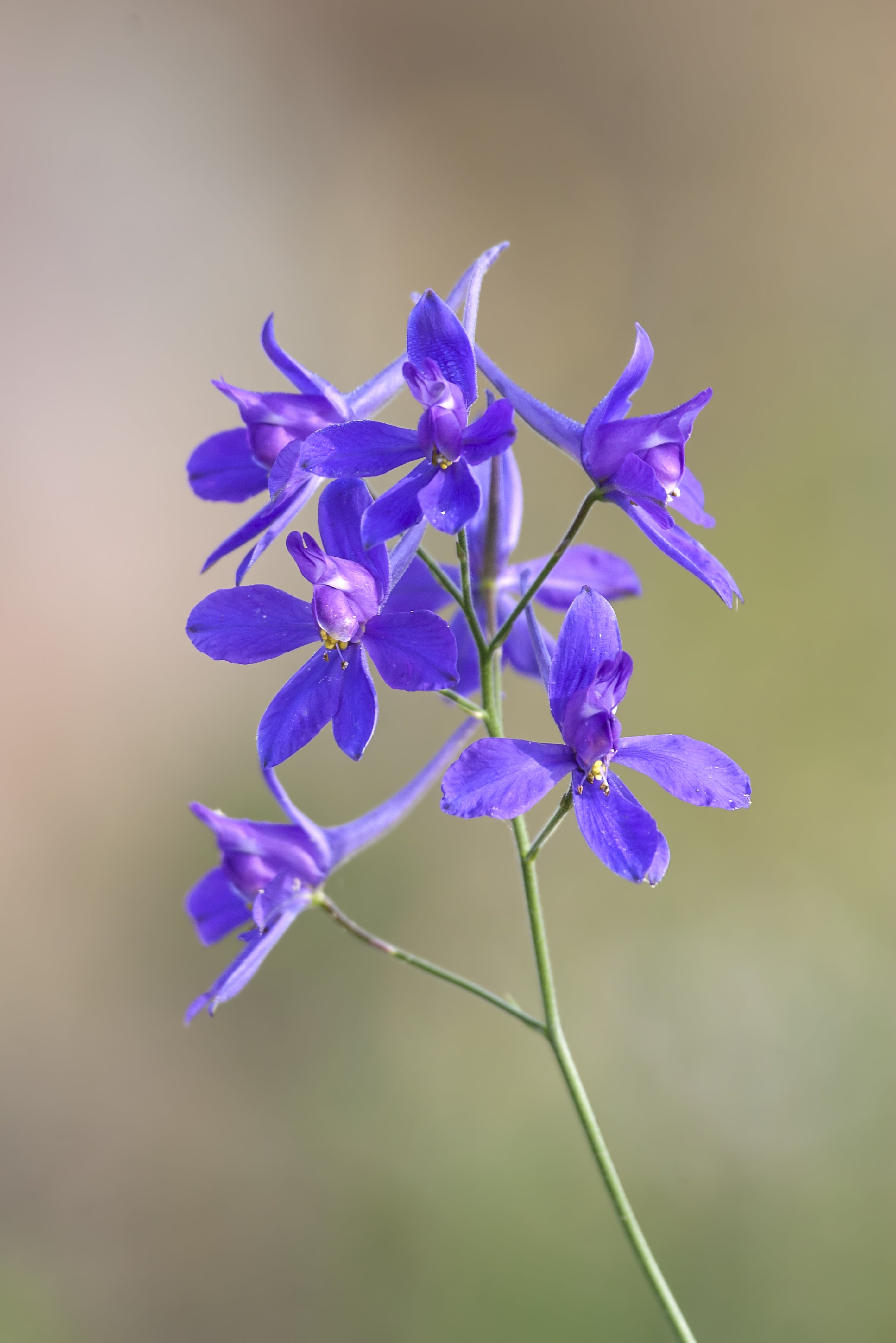 Larkspur Cloud Blue