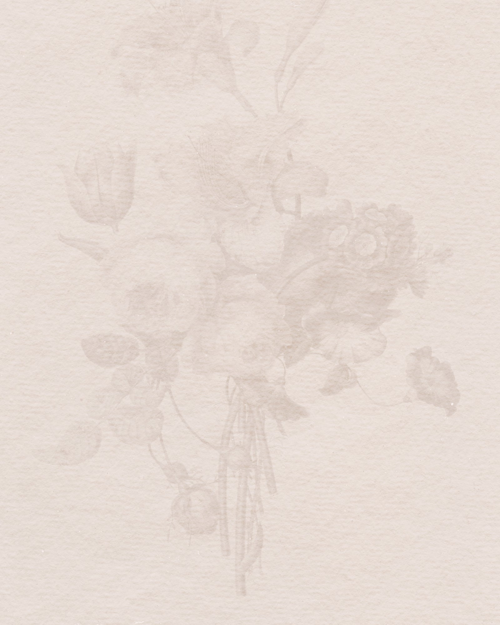 Agrostemma Blush Pink