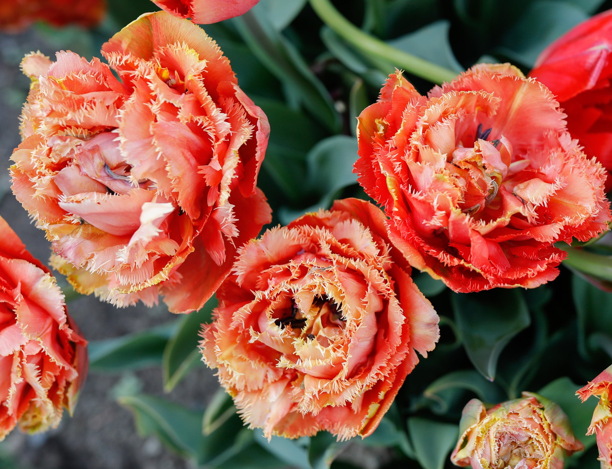 Tulip Fringed Brisbane