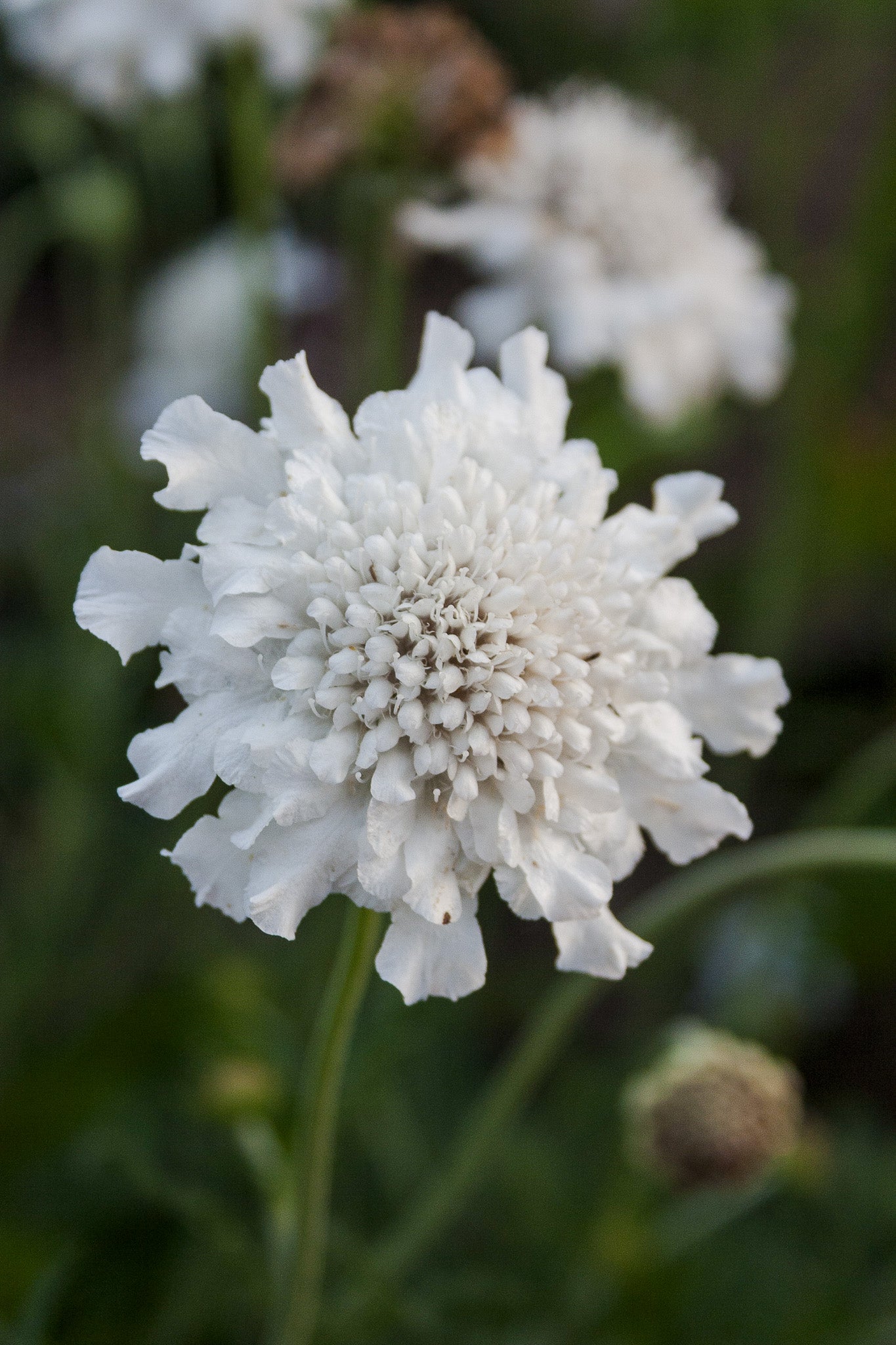 Scabiosa Fama White