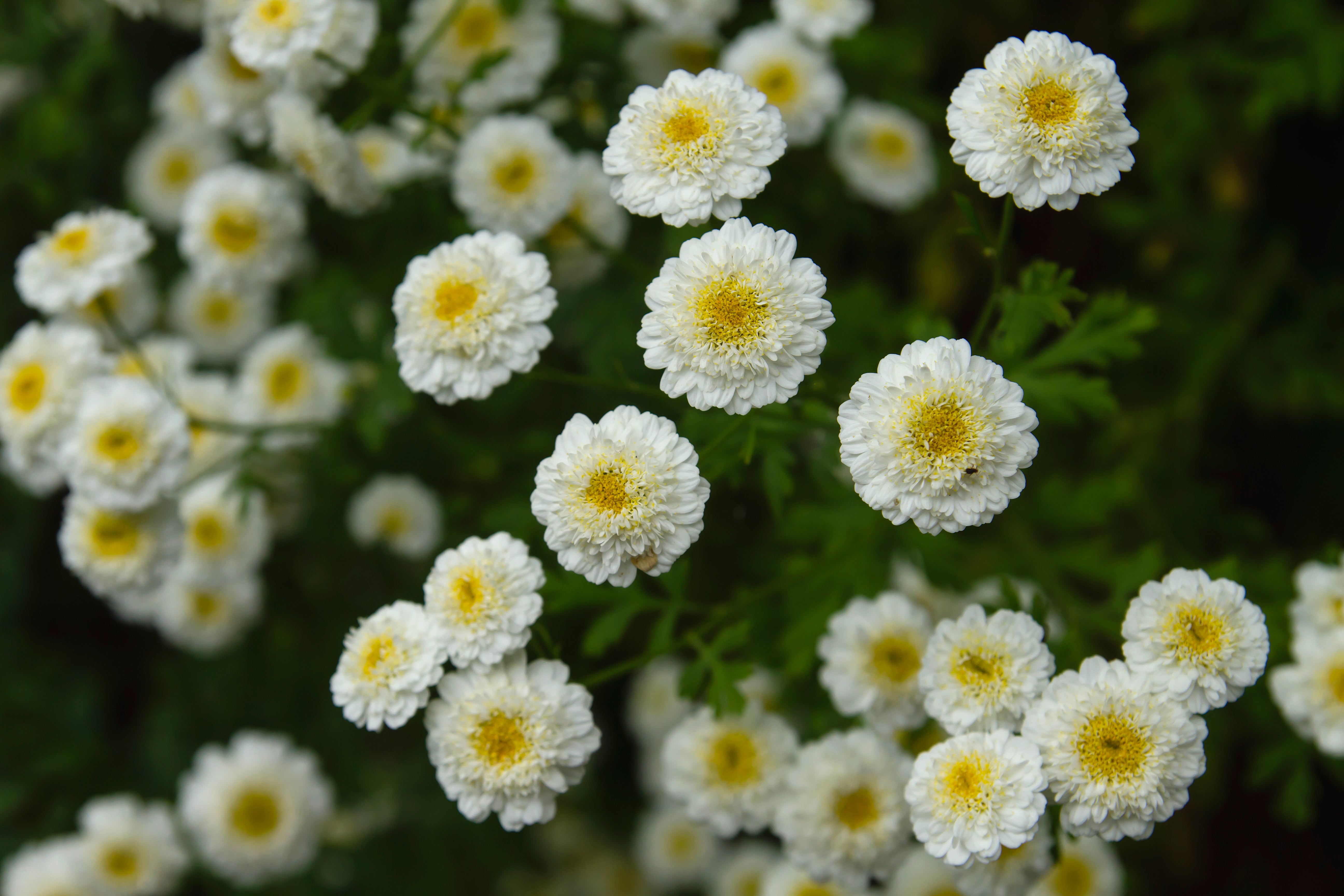 Feverfew Tetra White