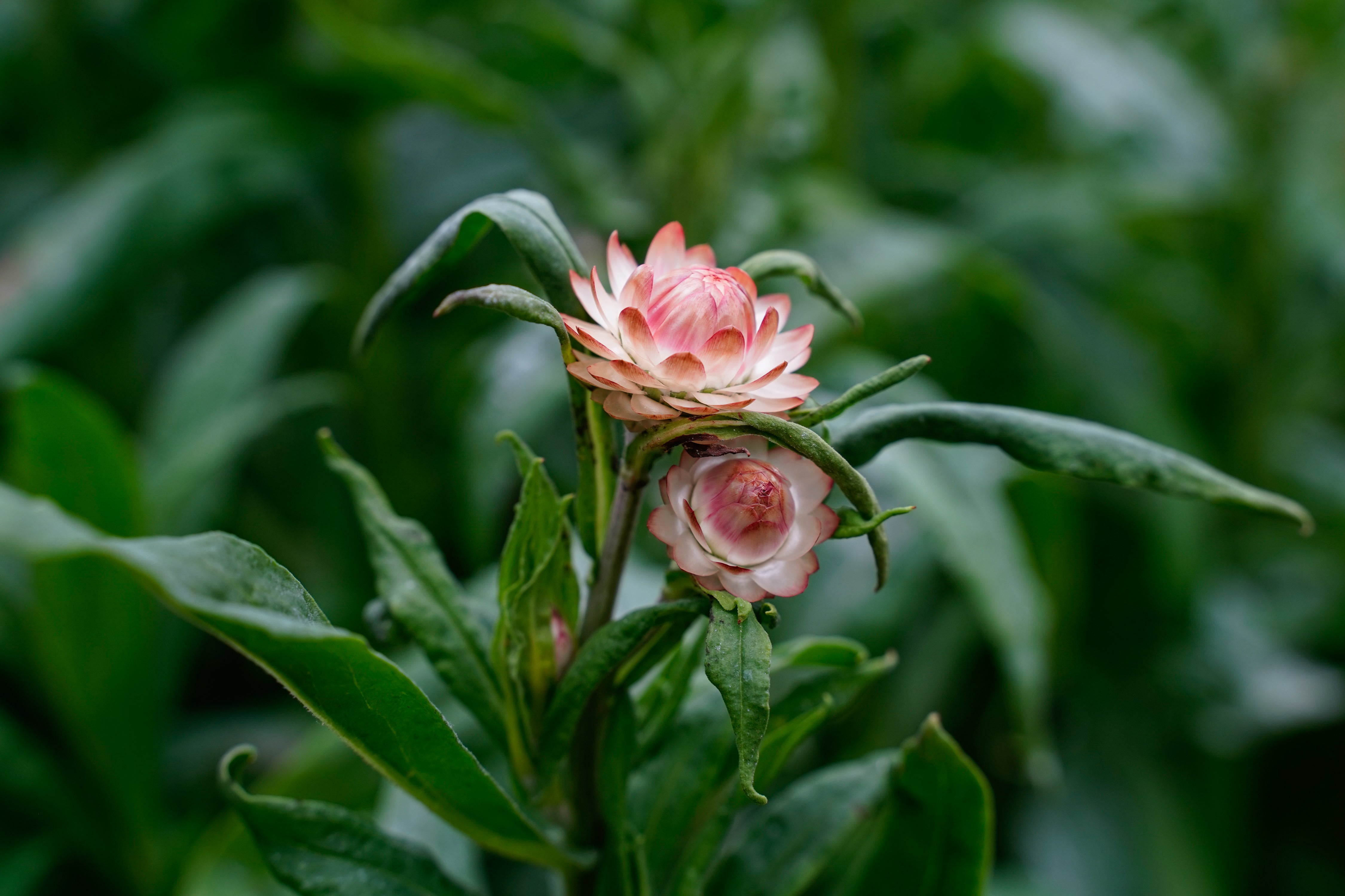 Strawflower Apricot Mix