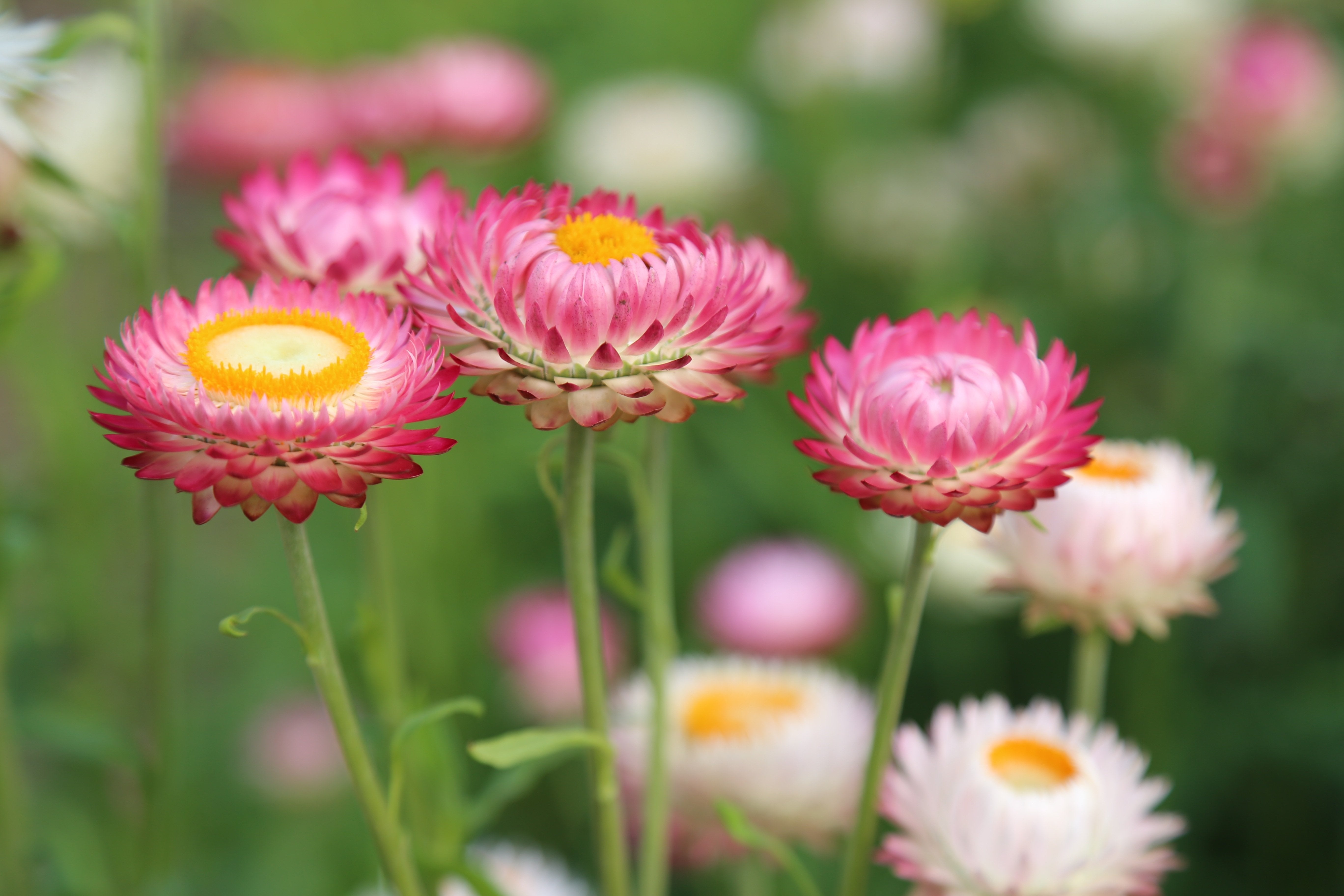 Strawflower Rose
