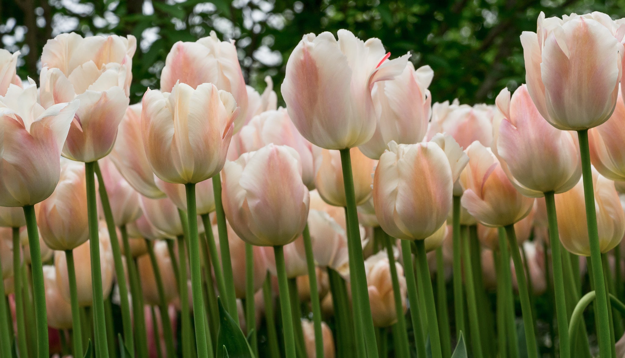 Tulip Apricot Pride