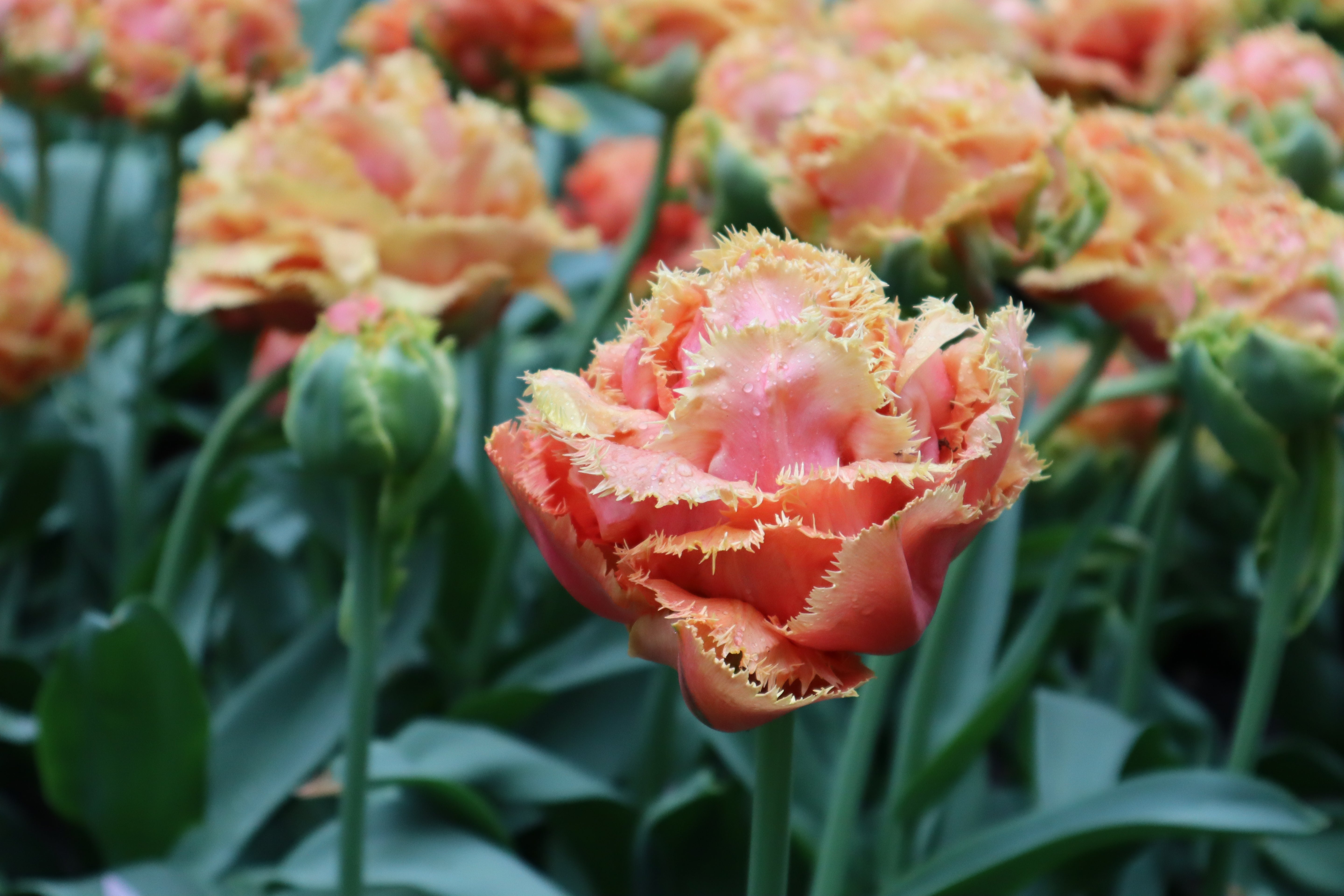 Tulip Fringed Brisbane