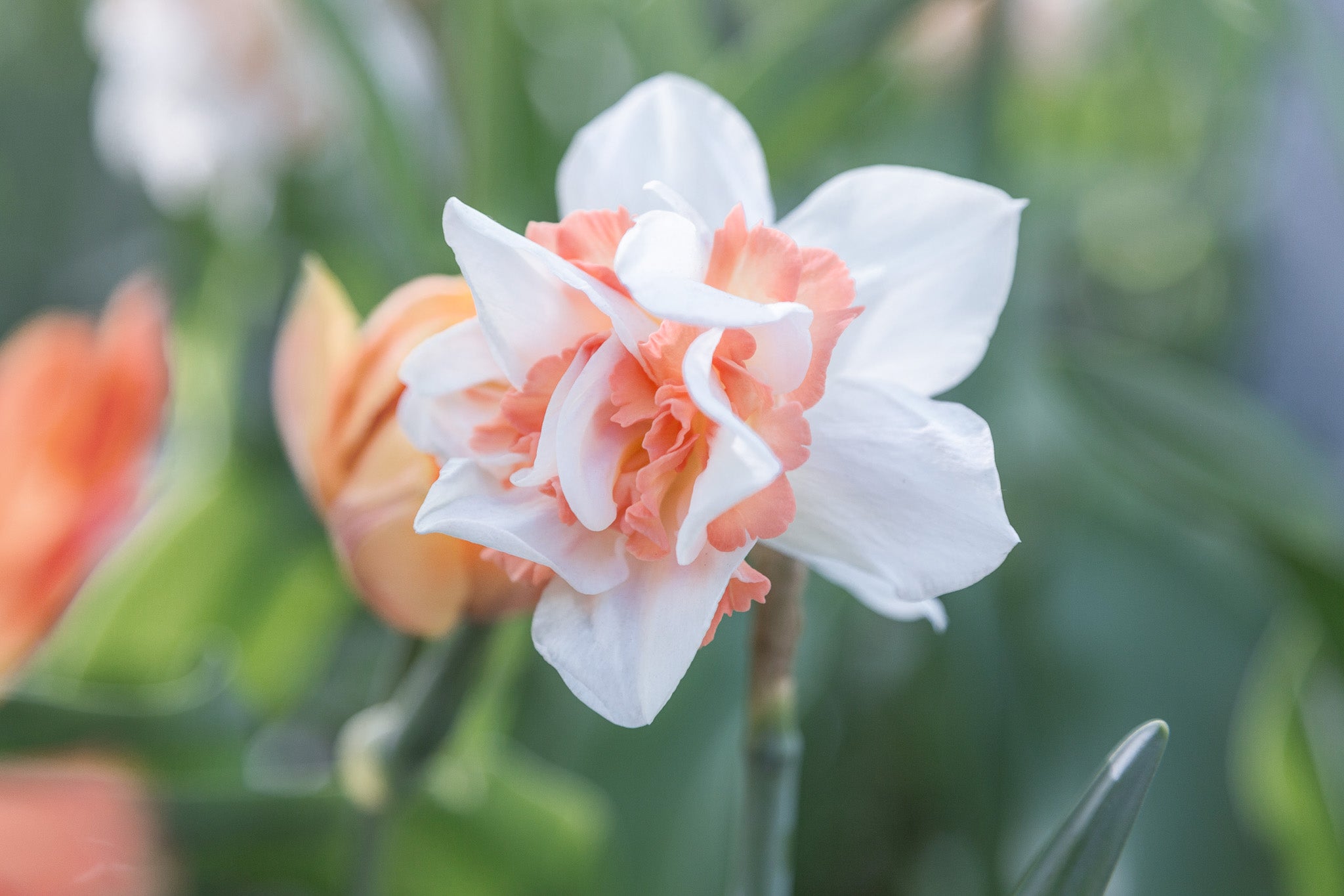 Narcissus Delnashaugh