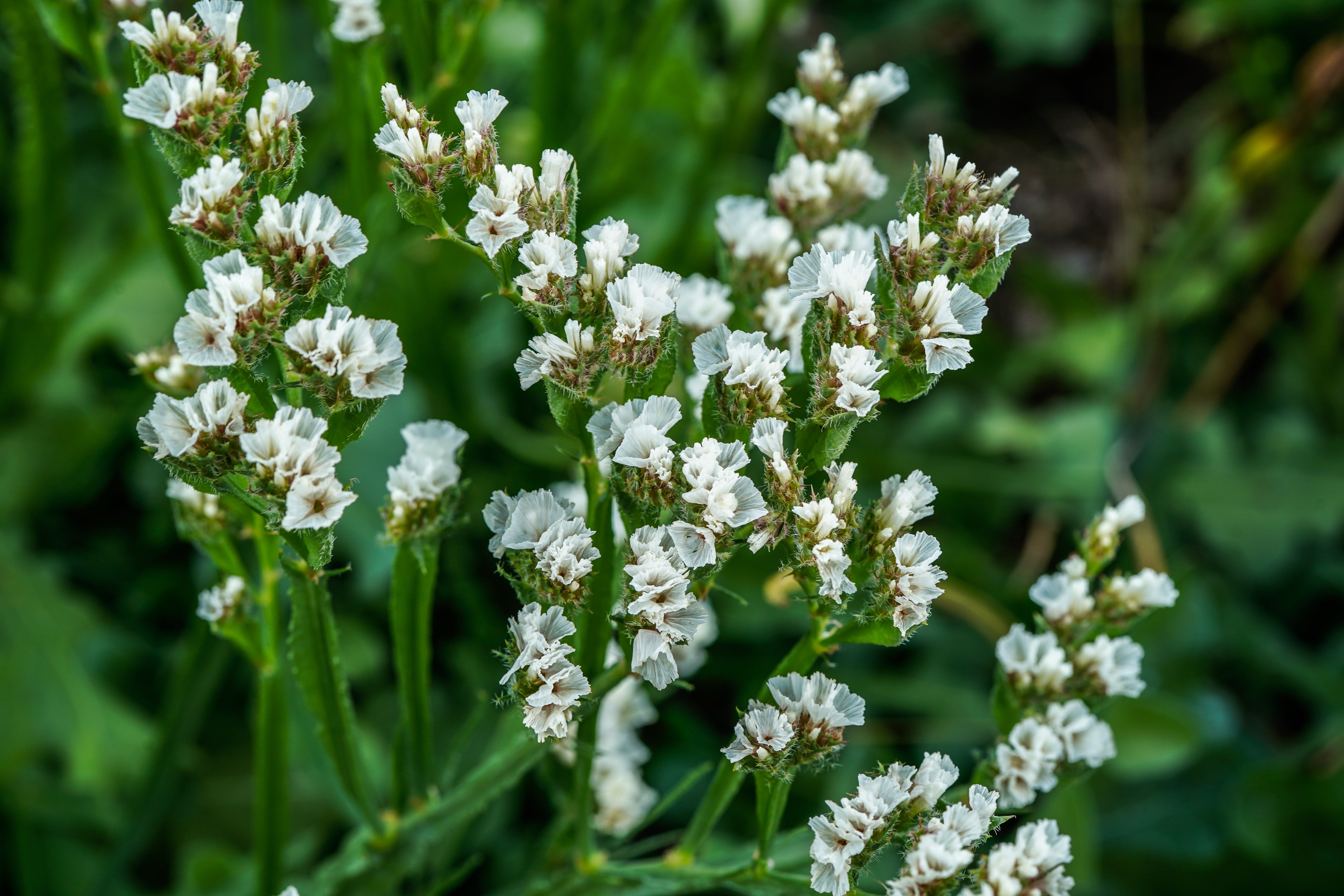 Statice White