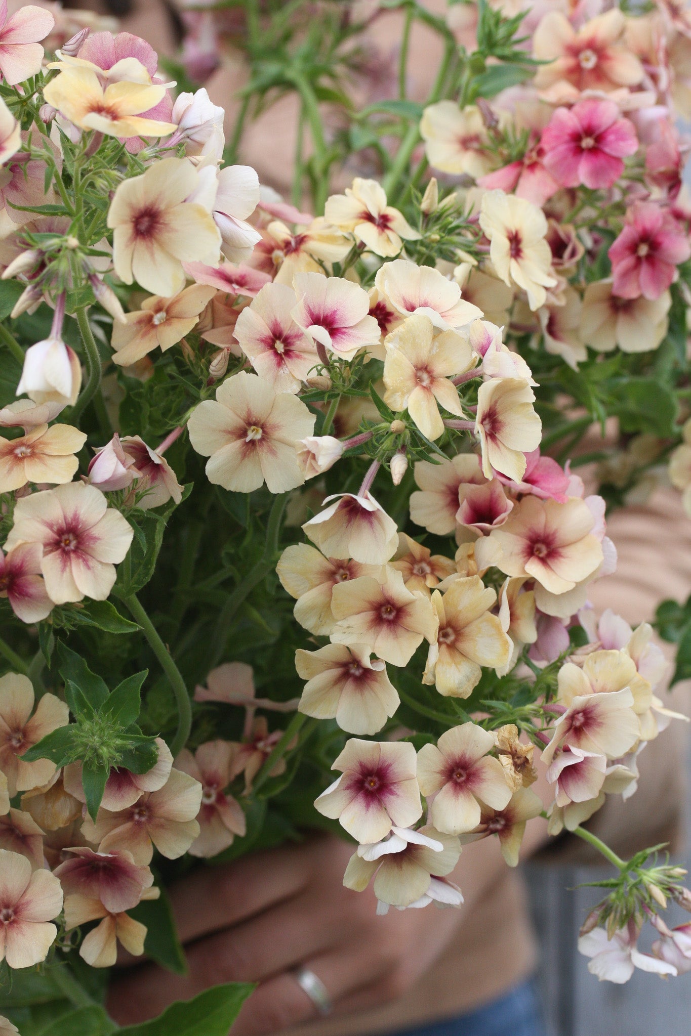 Phlox Cherry Caramel
